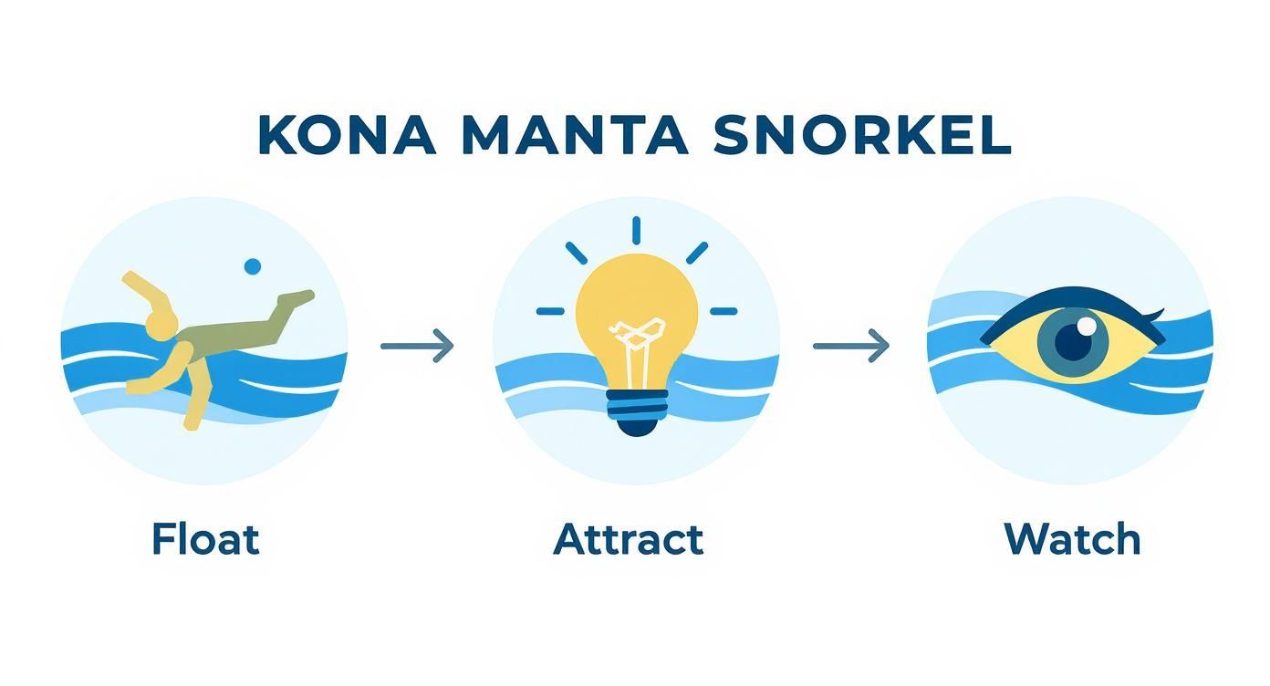 Infographic about manta ray snorkel kona