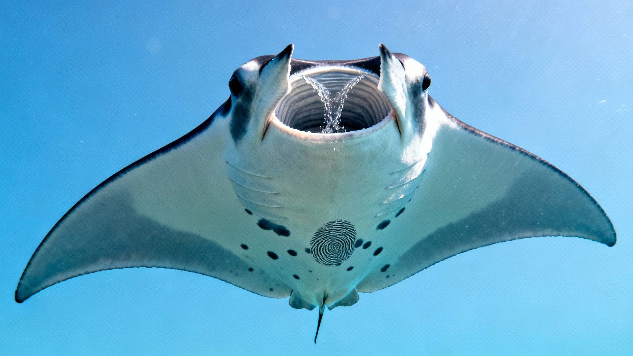 A large manta ray swimming underwater, mouth open, revealing a distinctive fingerprint-like pattern on its underside.