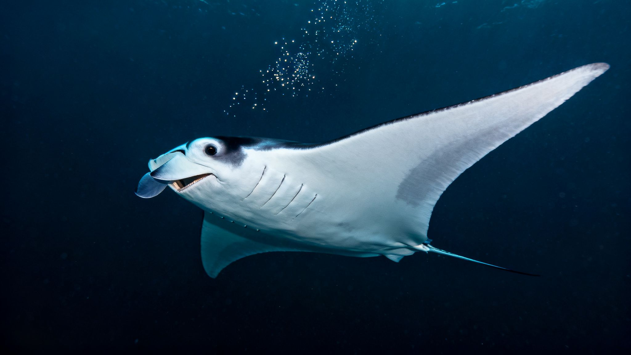 A majestic manta ray swims gracefully in the deep blue ocean, mouth open, with a cluster of bubbles above.