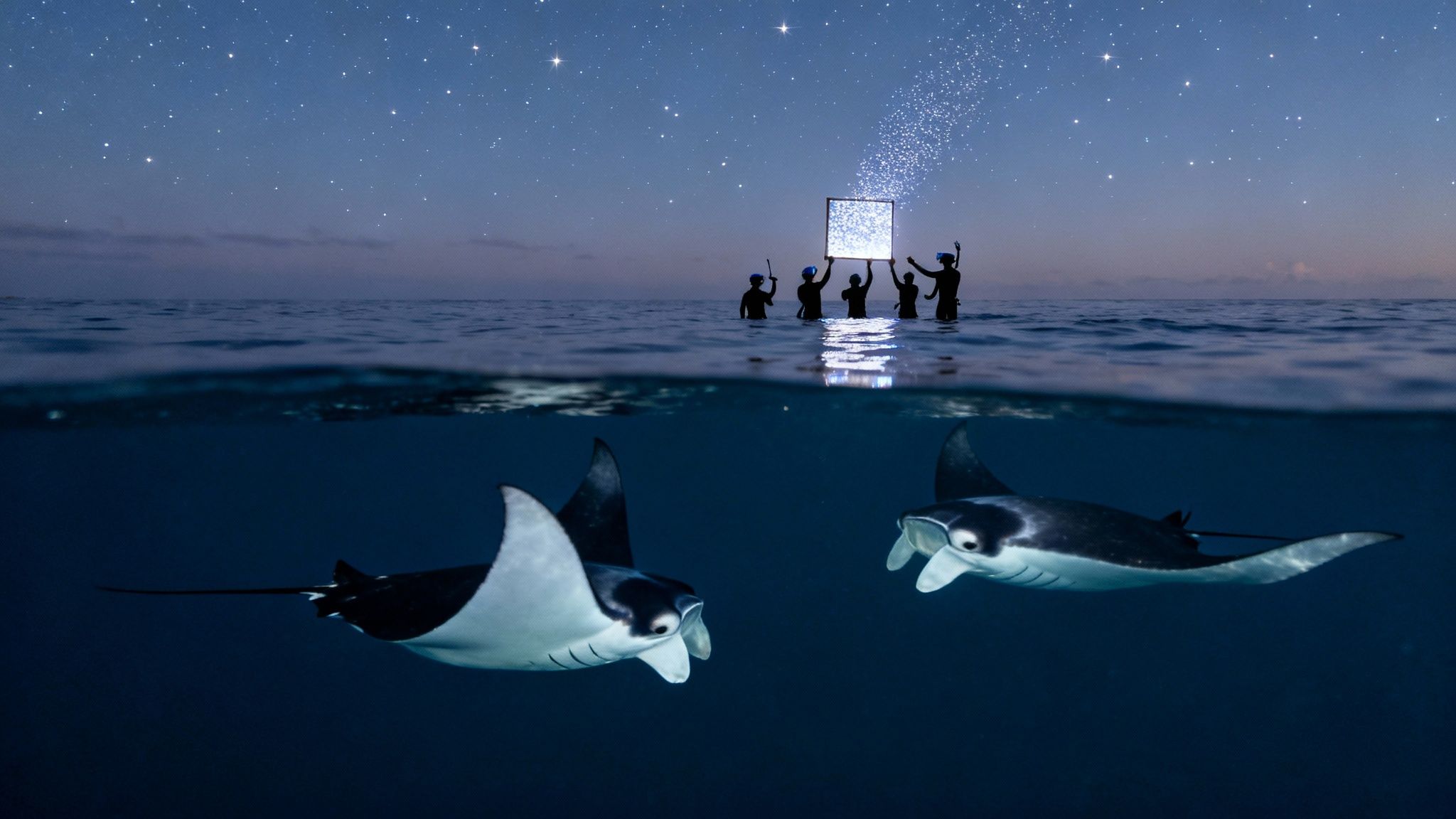 Manta rays swim under a starry night sky where people hold a glowing frame in the water.