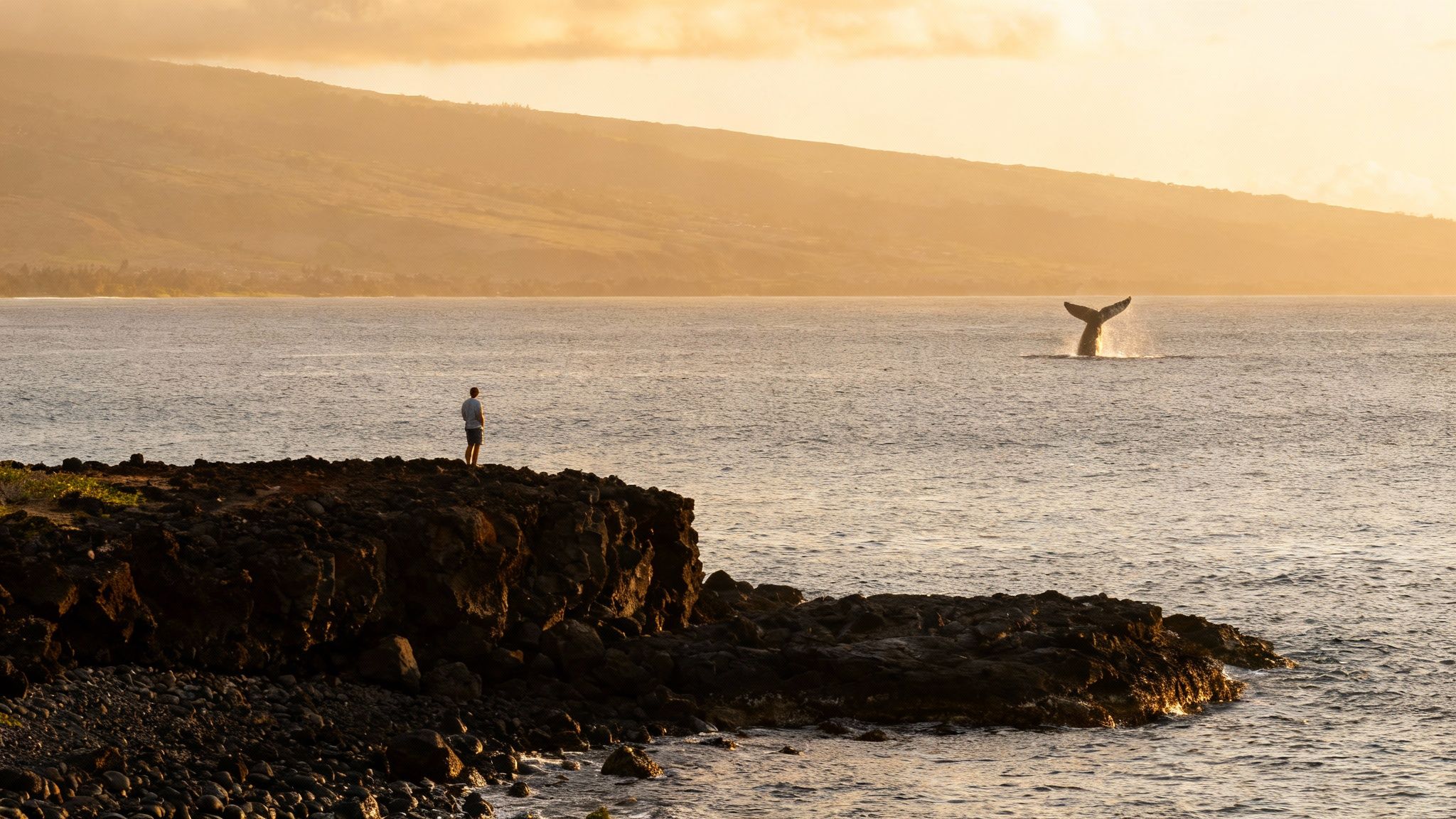 A person stands on a rocky coast, watching a whale's tail breach the golden ocean at sunset.