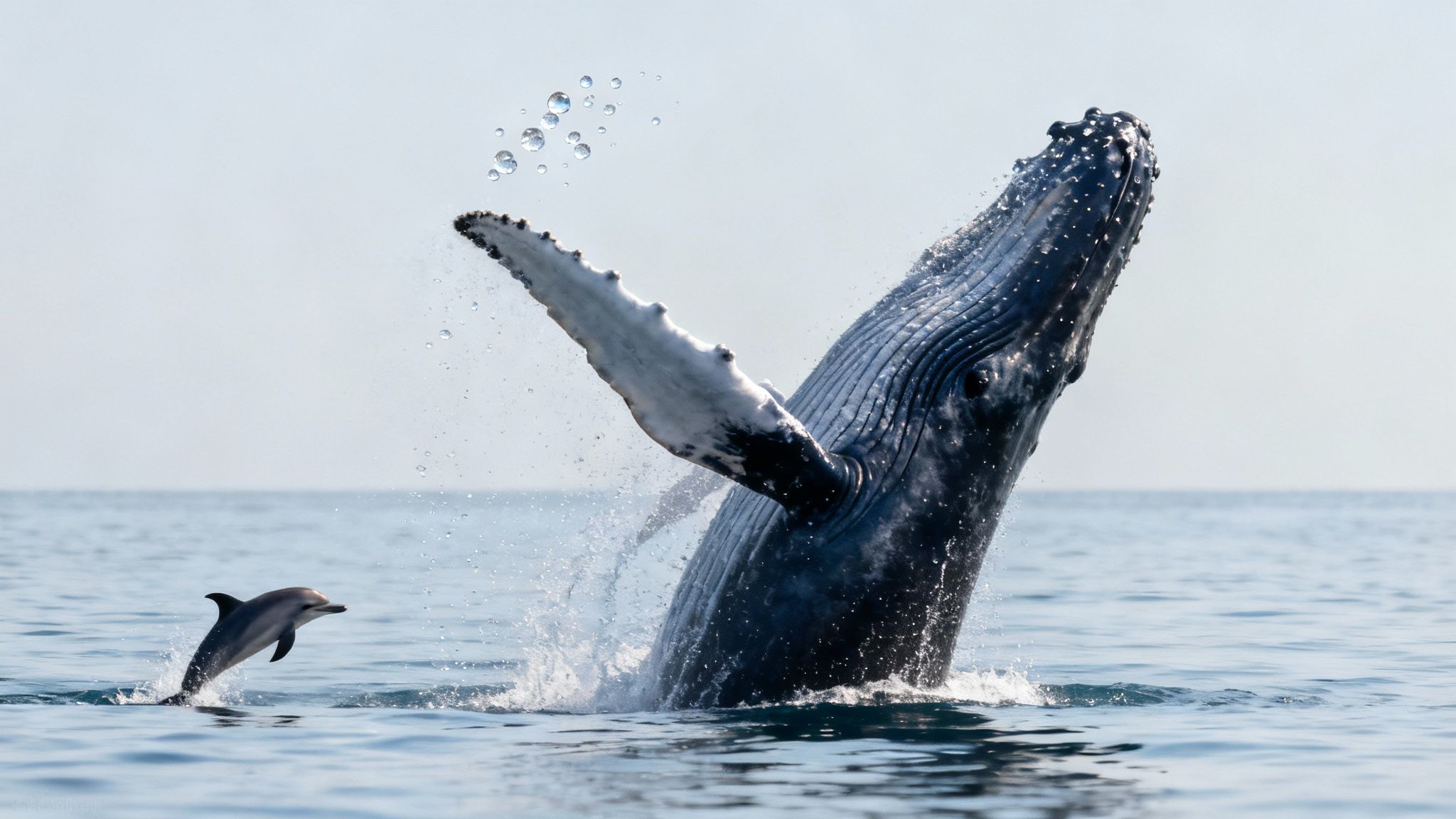 Humpback whale breaching ocean surface with dolphin jumping nearby during Kona whale watching tour
