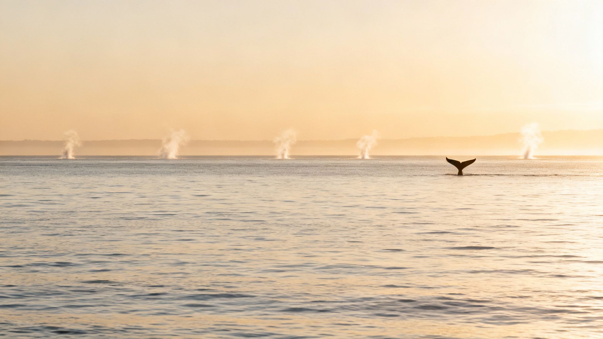 A majestic whale tail disappears into the ocean with multiple whale spouts in the distance at sunrise.