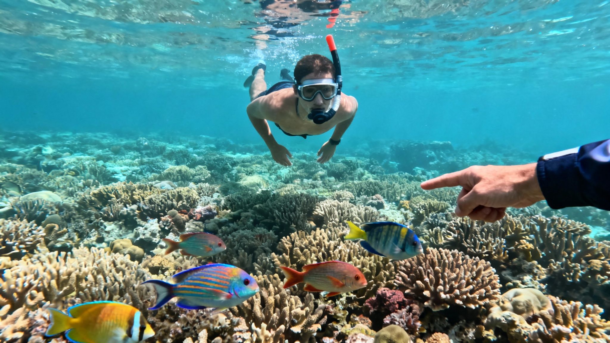 Sea turtle swimming over a healthy coral reef