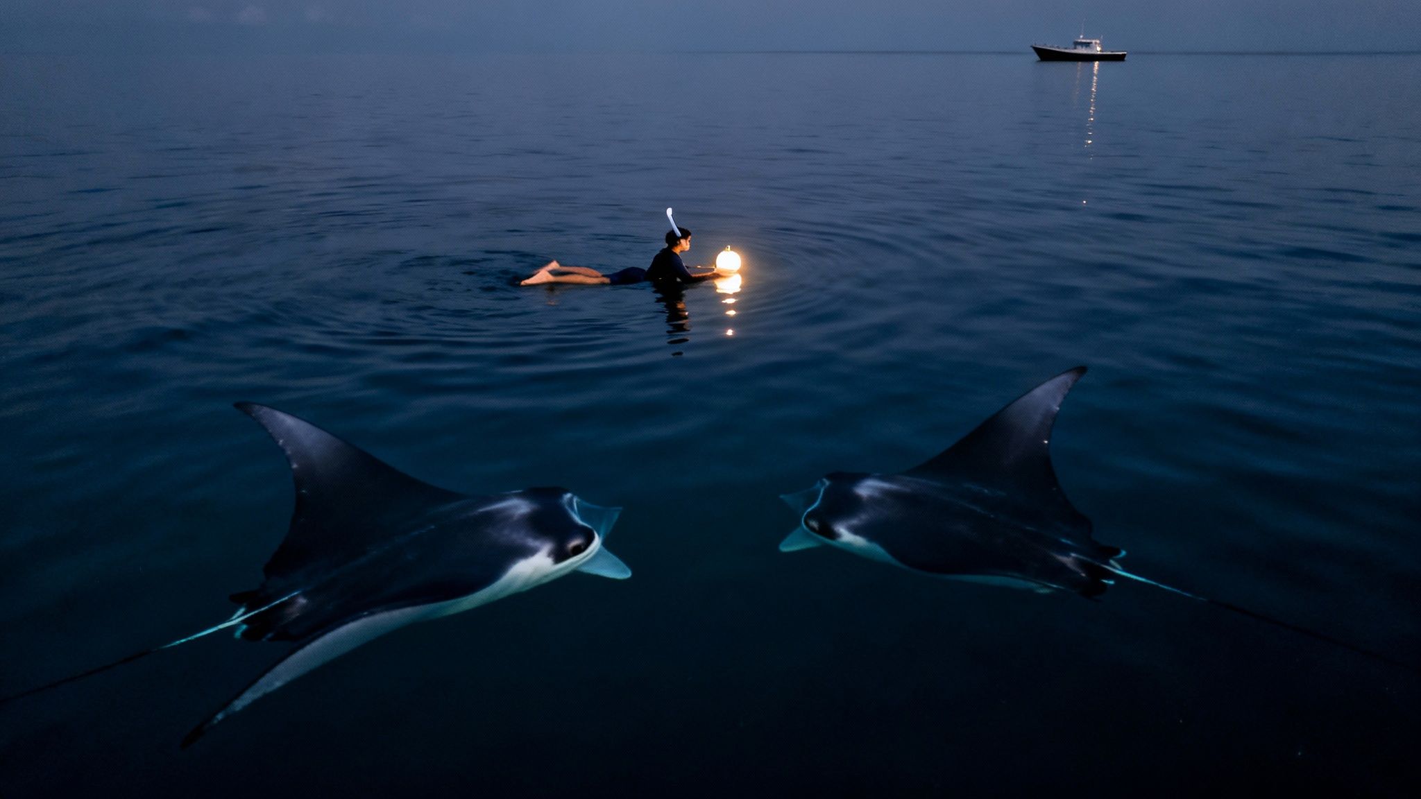A person snorkeling at night with a glowing orb, attracting two graceful manta rays in dark ocean waters.