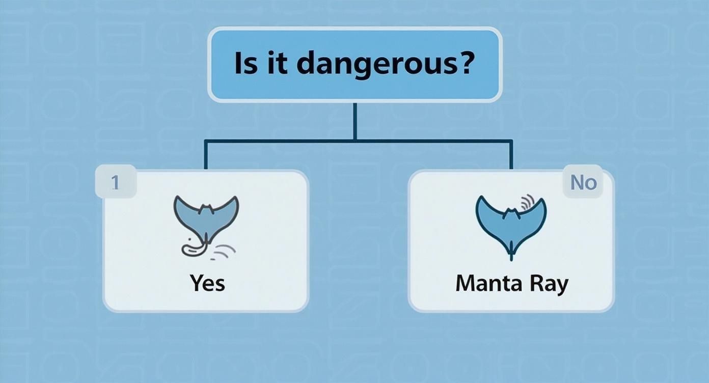 A flowchart comparing a dangerous stingray with a barb to a non-dangerous manta ray, asking &#39;Is it dangerous?&#39;.