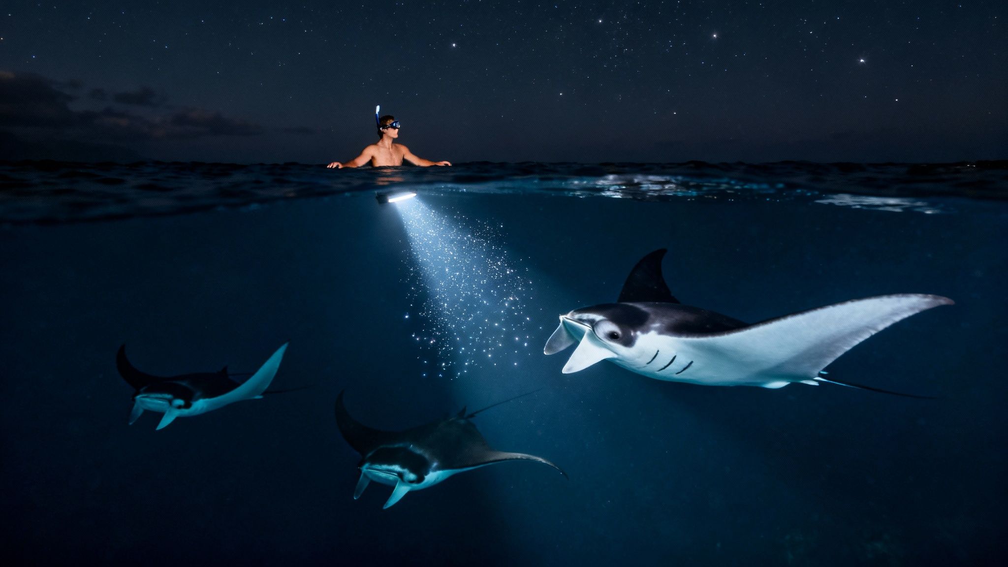 A person night snorkeling with a flashlight, illuminating majestic manta rays under a starry sky.