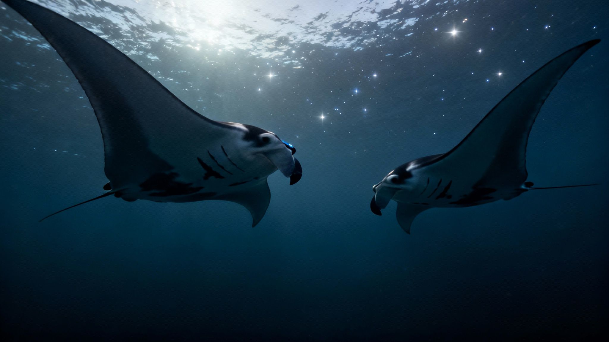 Two majestic manta rays gracefully swim in dark blue water, illuminated by shimmering surface light.