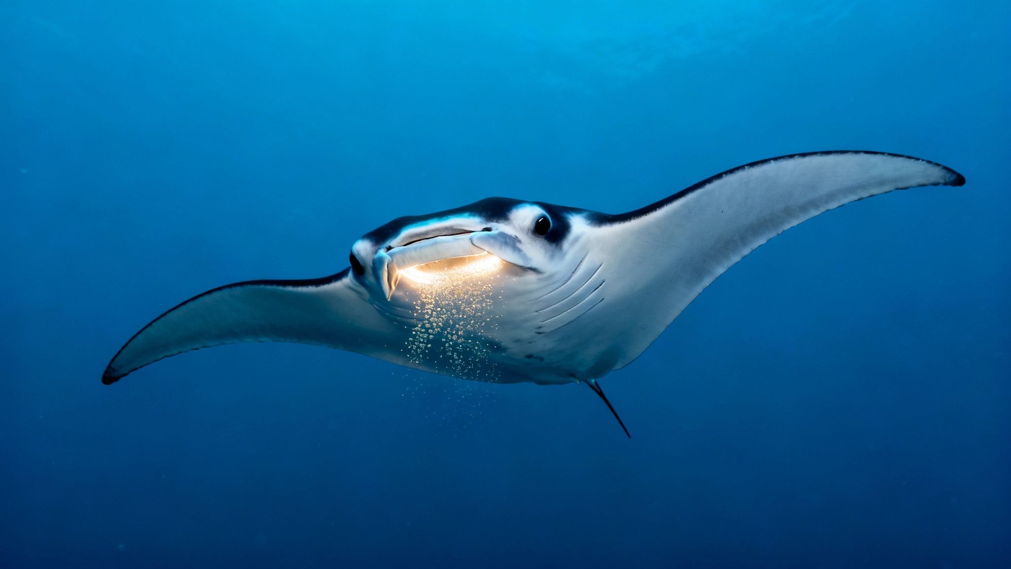 Two giant manta rays swimming gracefully in the clear blue waters off the Big Island