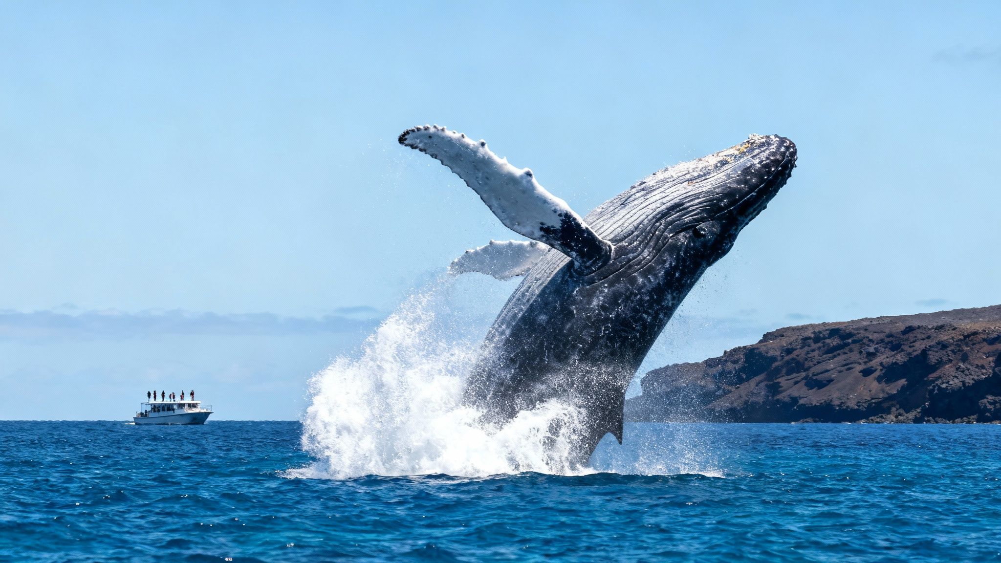 A majestic humpback whale breaches high out of the blue ocean next to a whale-watching boat.