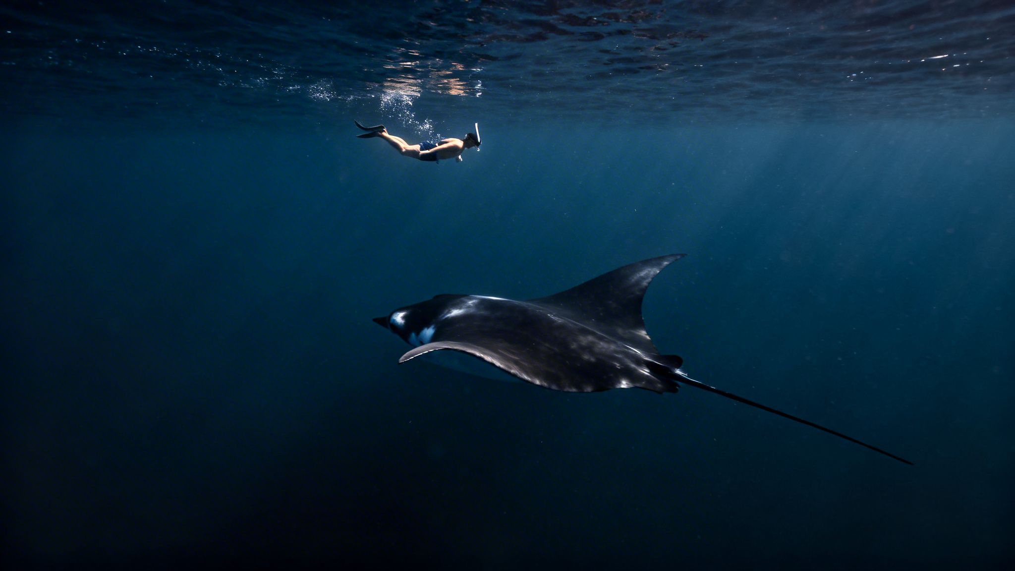 A person in fins and snorkel floats near a large manta ray in clear blue ocean water.