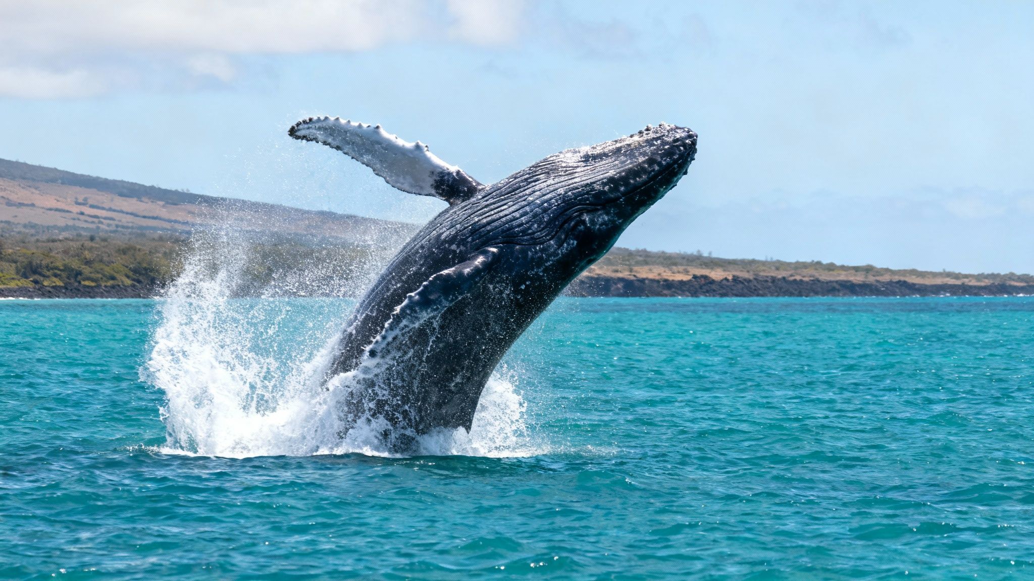 A magnificent humpback whale breaches high out of the turquoise ocean, creating a large splash, with a green and brown coastline in the background.