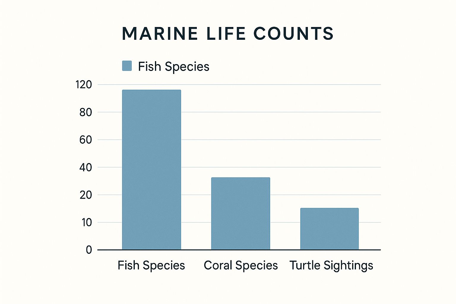 Infographic about captain cook snorkel tour