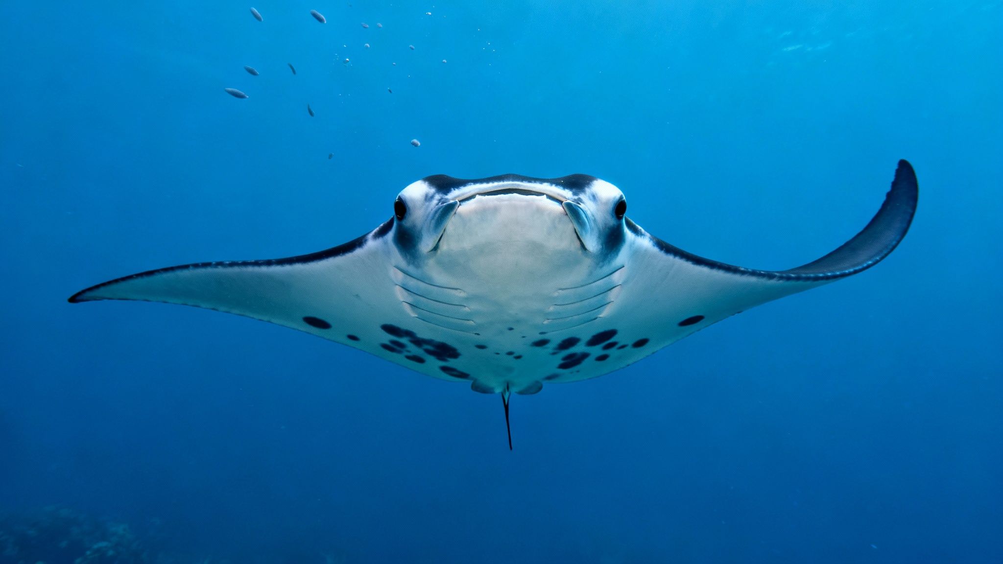 A giant manta ray swims gracefully in the illuminated water at night.