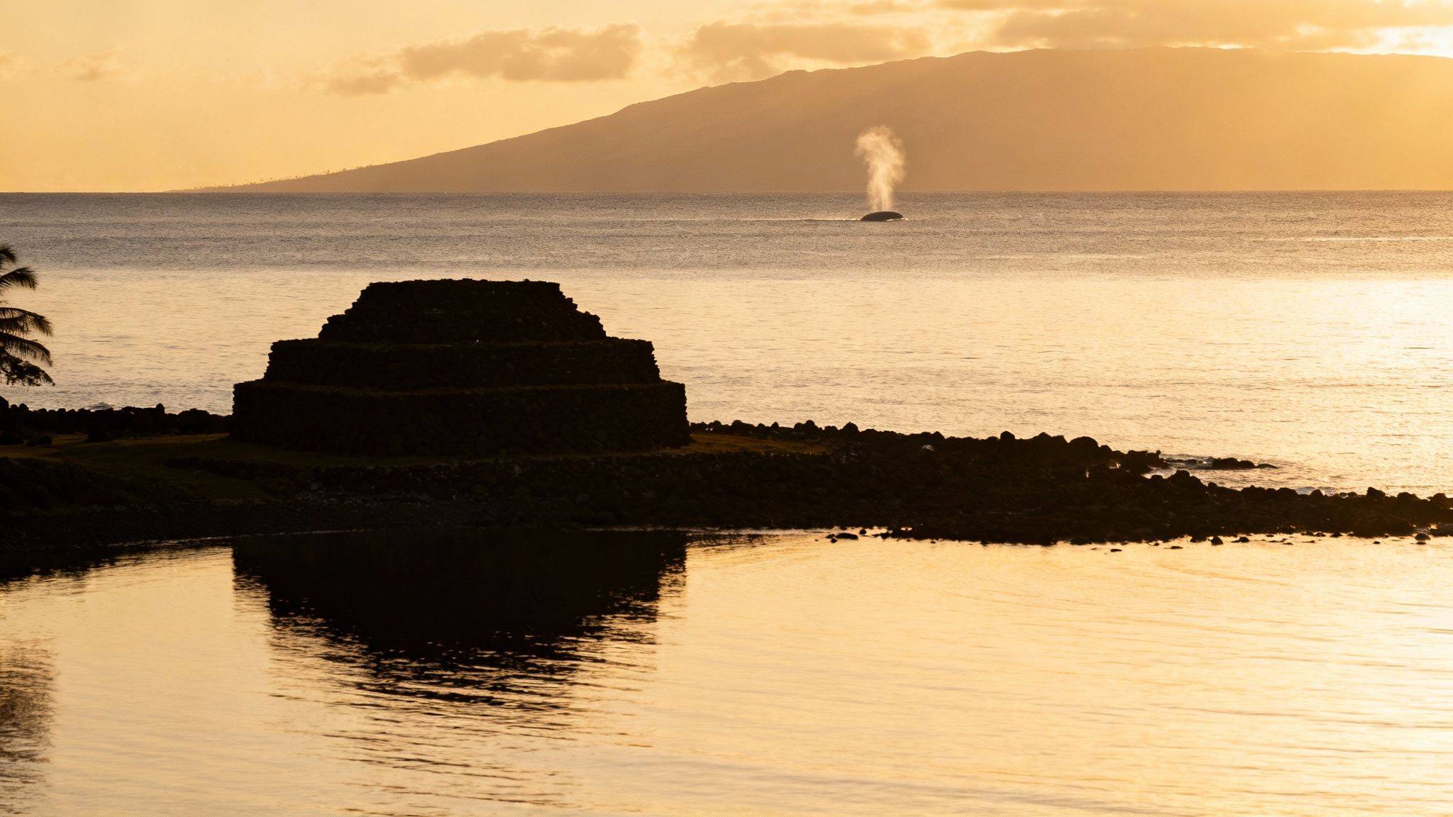 A humpback whale gracefully surfaces in the calm waters off the Kona coast.