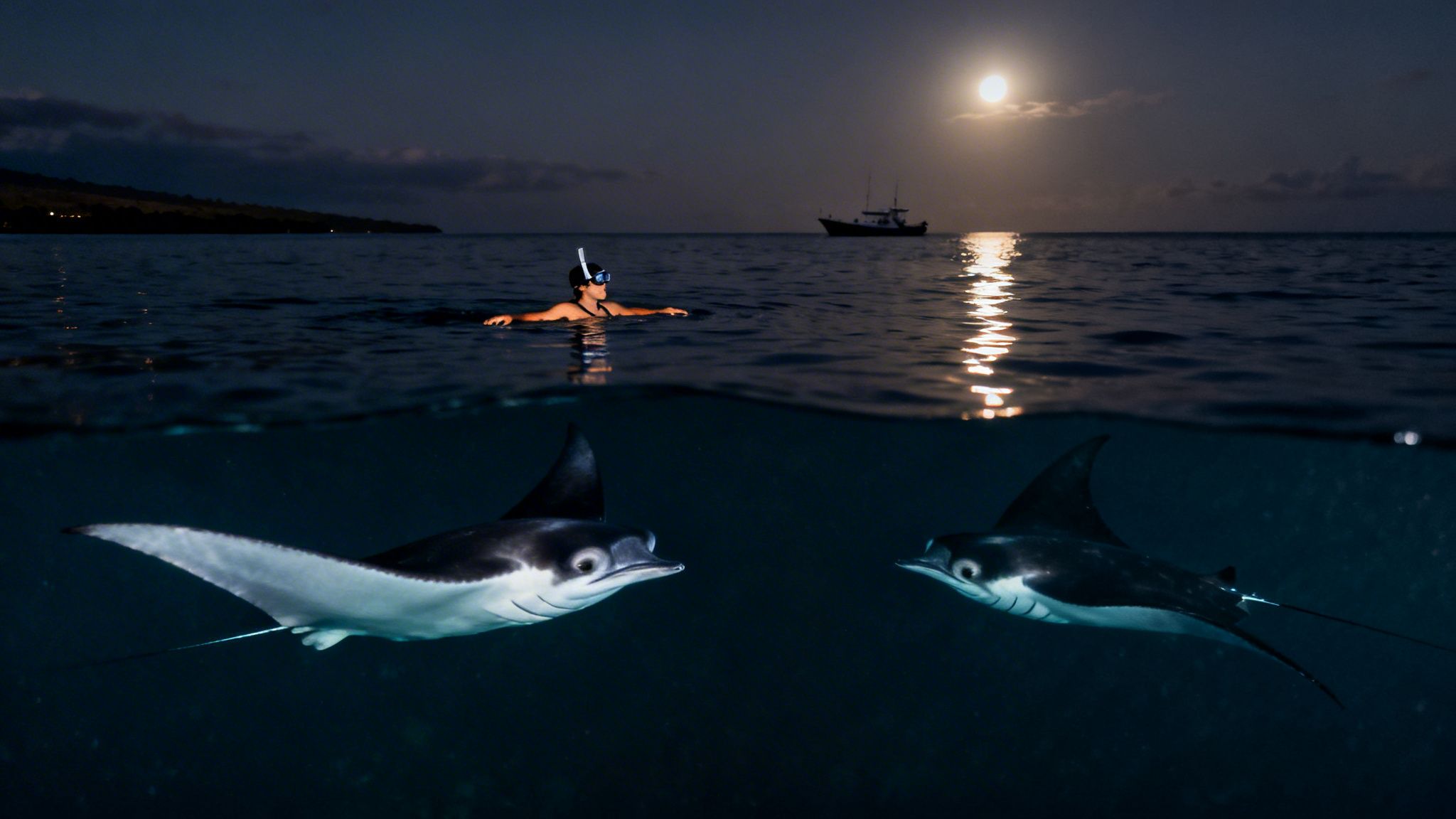 Nighttime over-under view of a snorkeler watching two manta rays swim under a bright full moon.