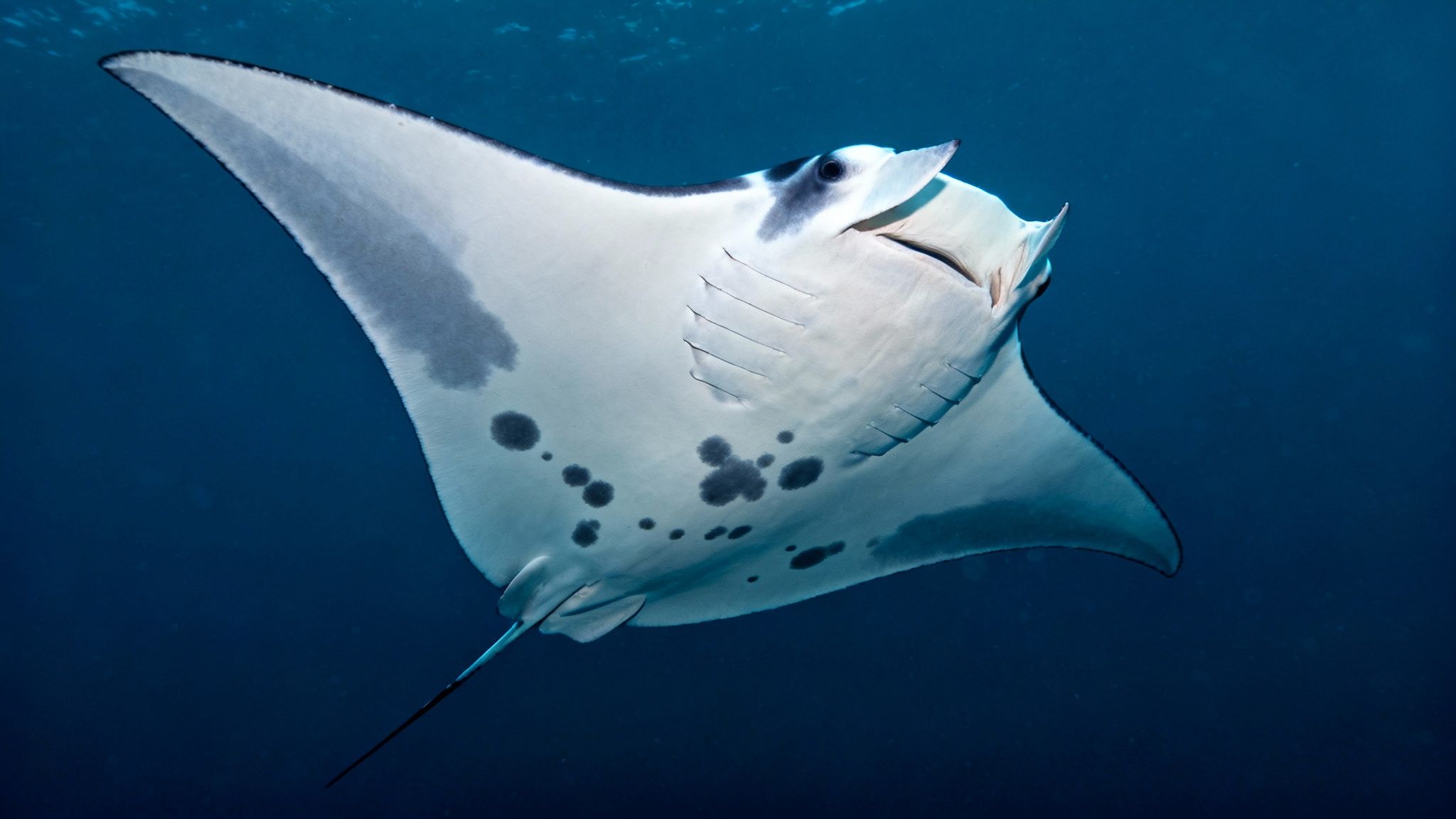 A majestic manta ray swims gracefully underwater, showcasing its white belly with unique dark spots.