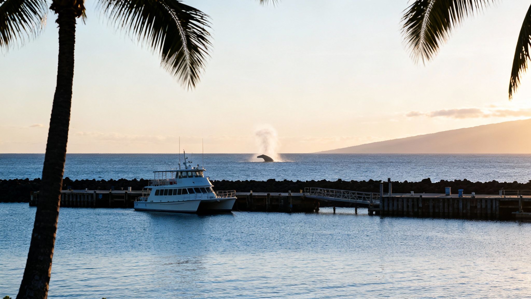 Humpback whale breaching in the ocean off Kailua Kona, Hawaii