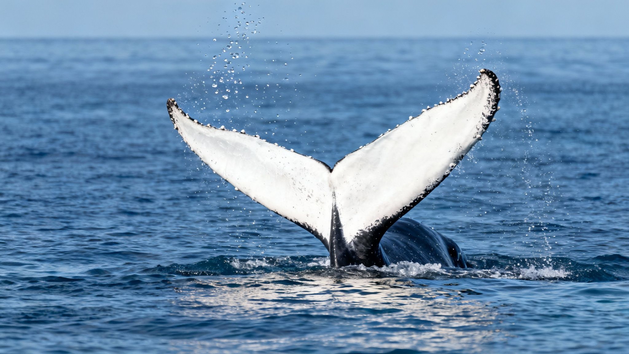 A majestic humpback whale's white and black tail fluke rises out of the blue ocean water, creating splashes.