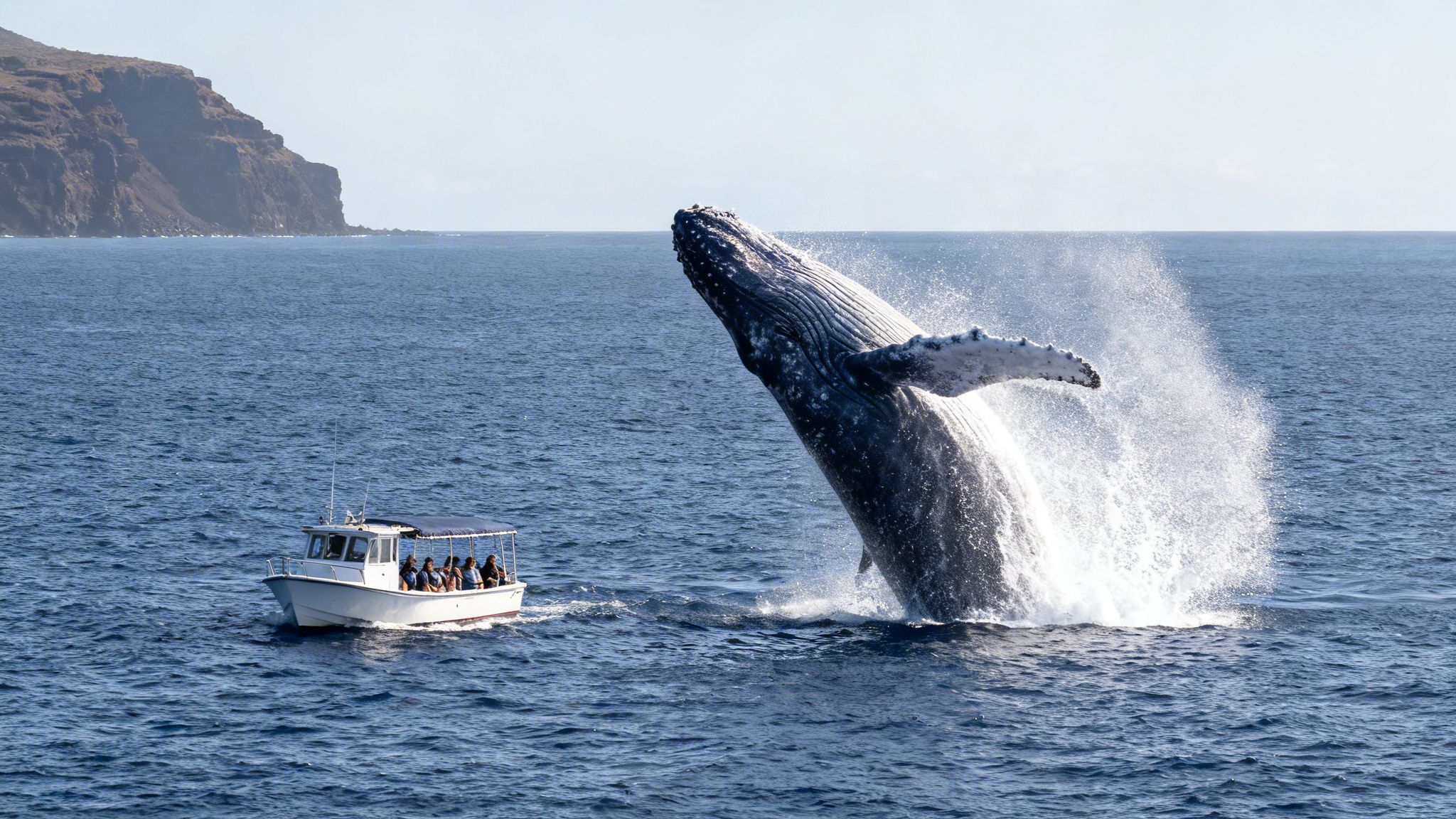 A humpback whale breaches out of the ocean, creating a huge splash next to a small tourist boat.