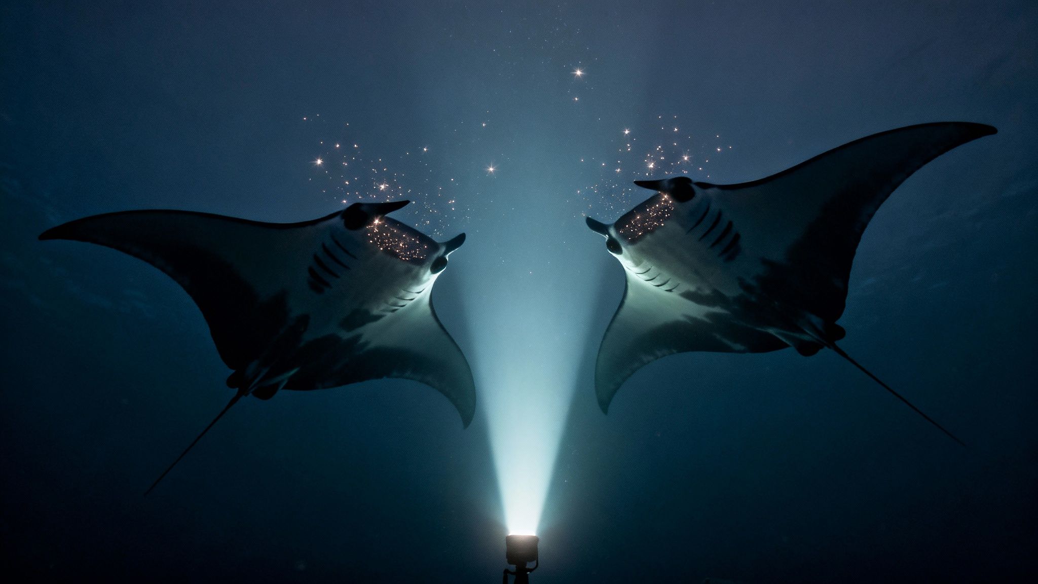 Two majestic manta rays elegantly swim towards a glowing light beam underwater, surrounded by bioluminescent plankton.
