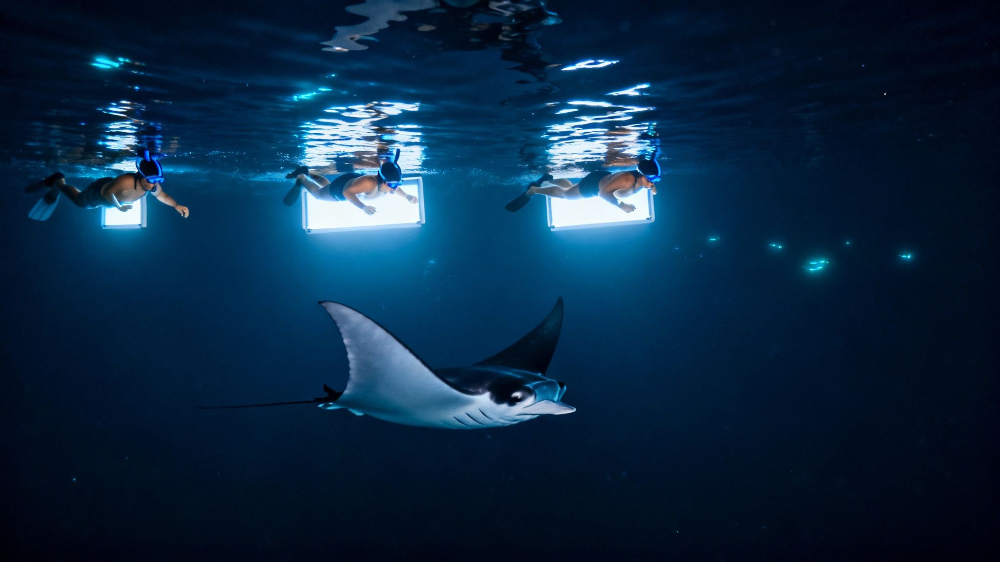 Snorkelers observe a majestic manta ray at night, illuminated by bright underwater lights.
