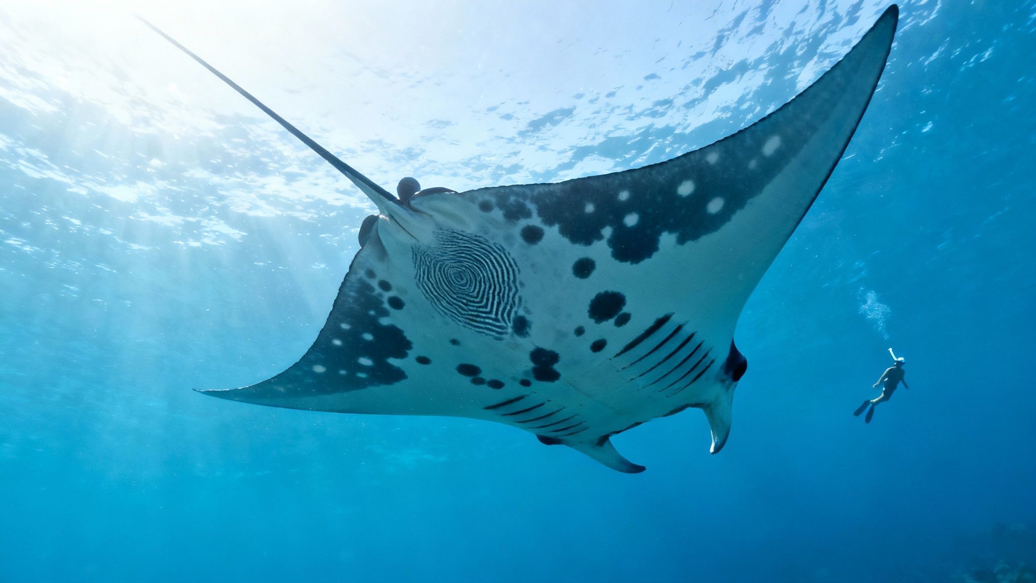 A majestic manta ray glides gracefully underwater, sunlight piercing the surface, with a distant diver.