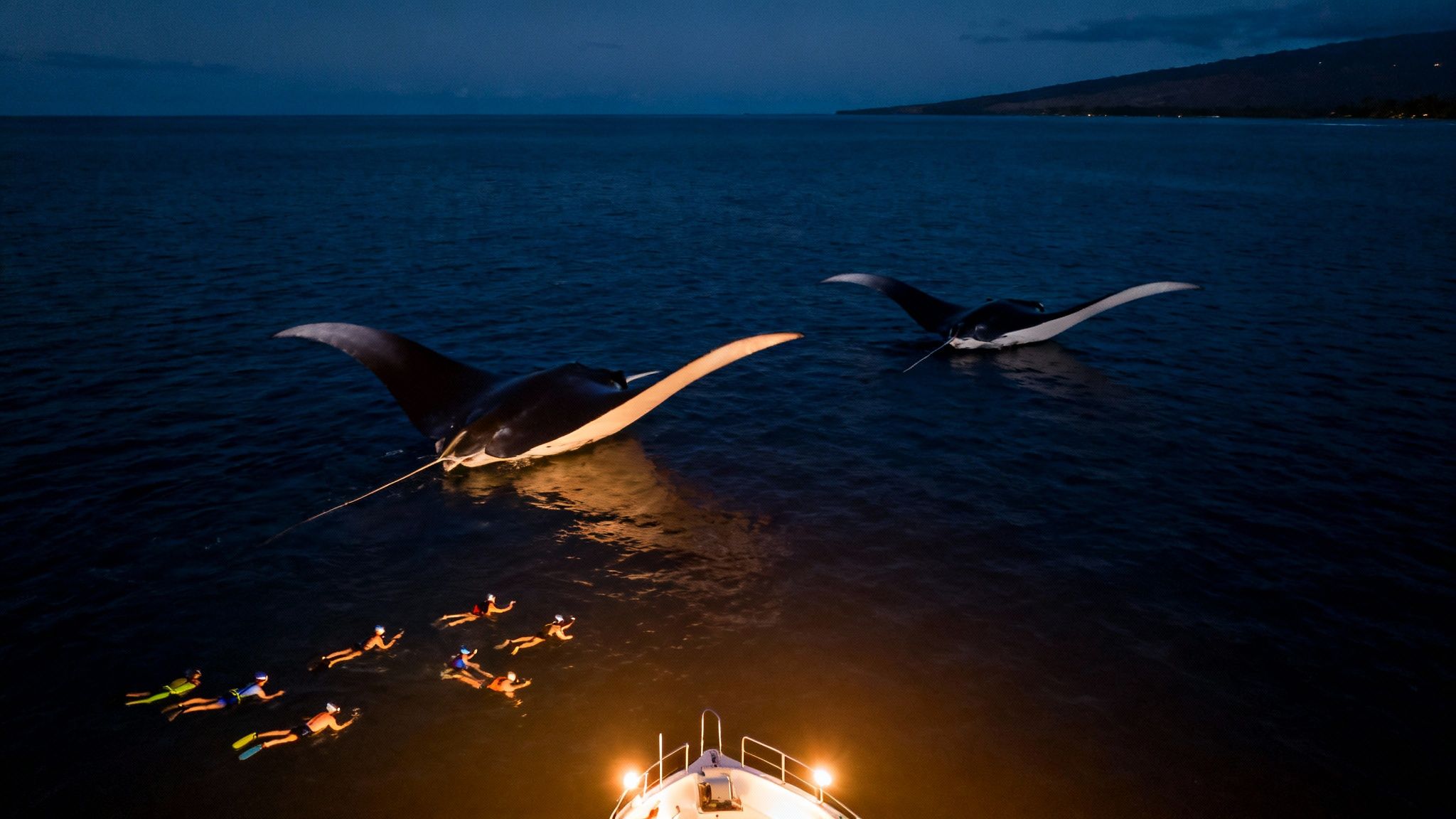 Nighttime view of snorkellers swimming with two large manta rays illuminated by boat lights.