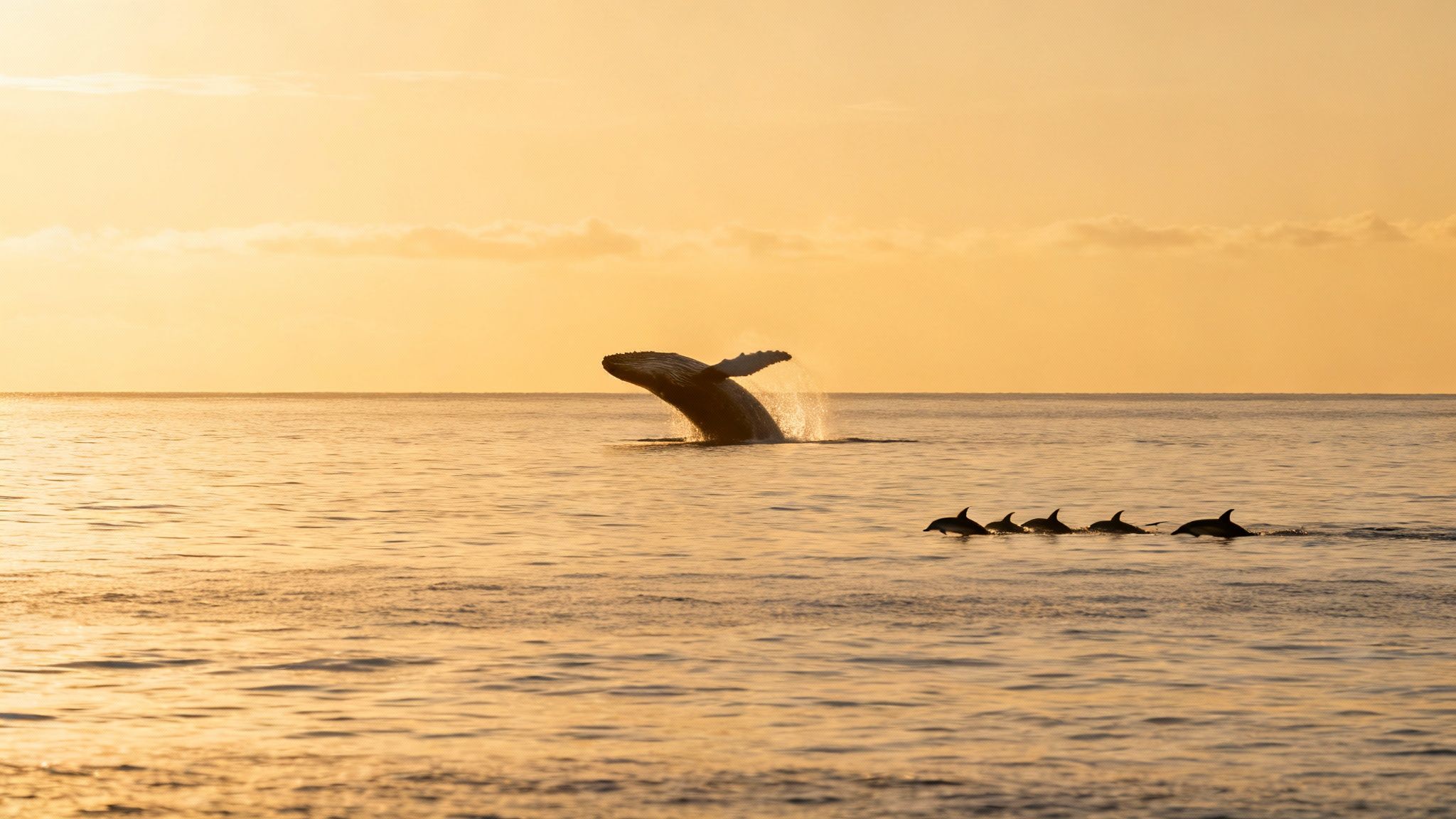 A majestic humpback whale breaches with splashing water as dolphins swim in the golden ocean.