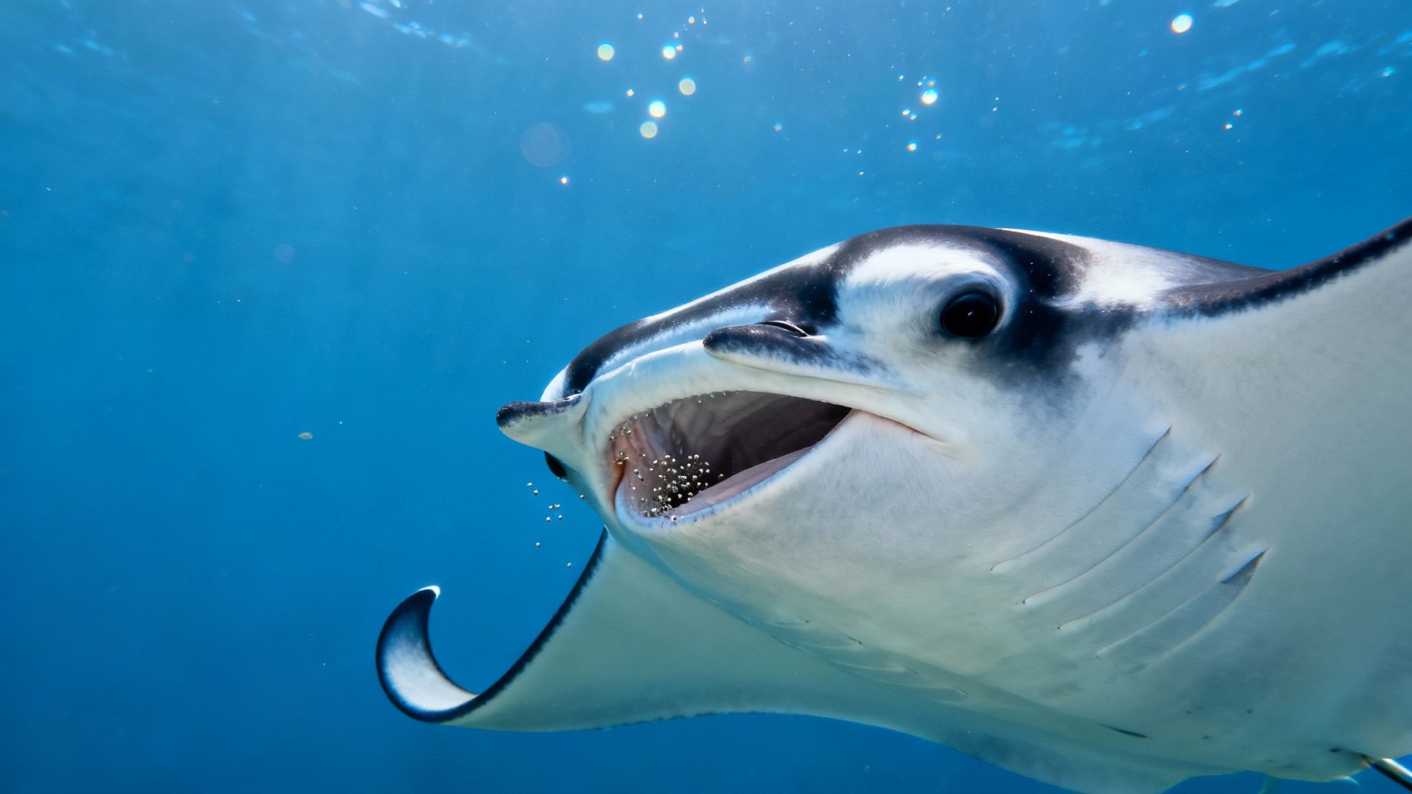 A majestic manta ray swims gracefully in the dark ocean, illuminated by the lights from a snorkel tour boat.