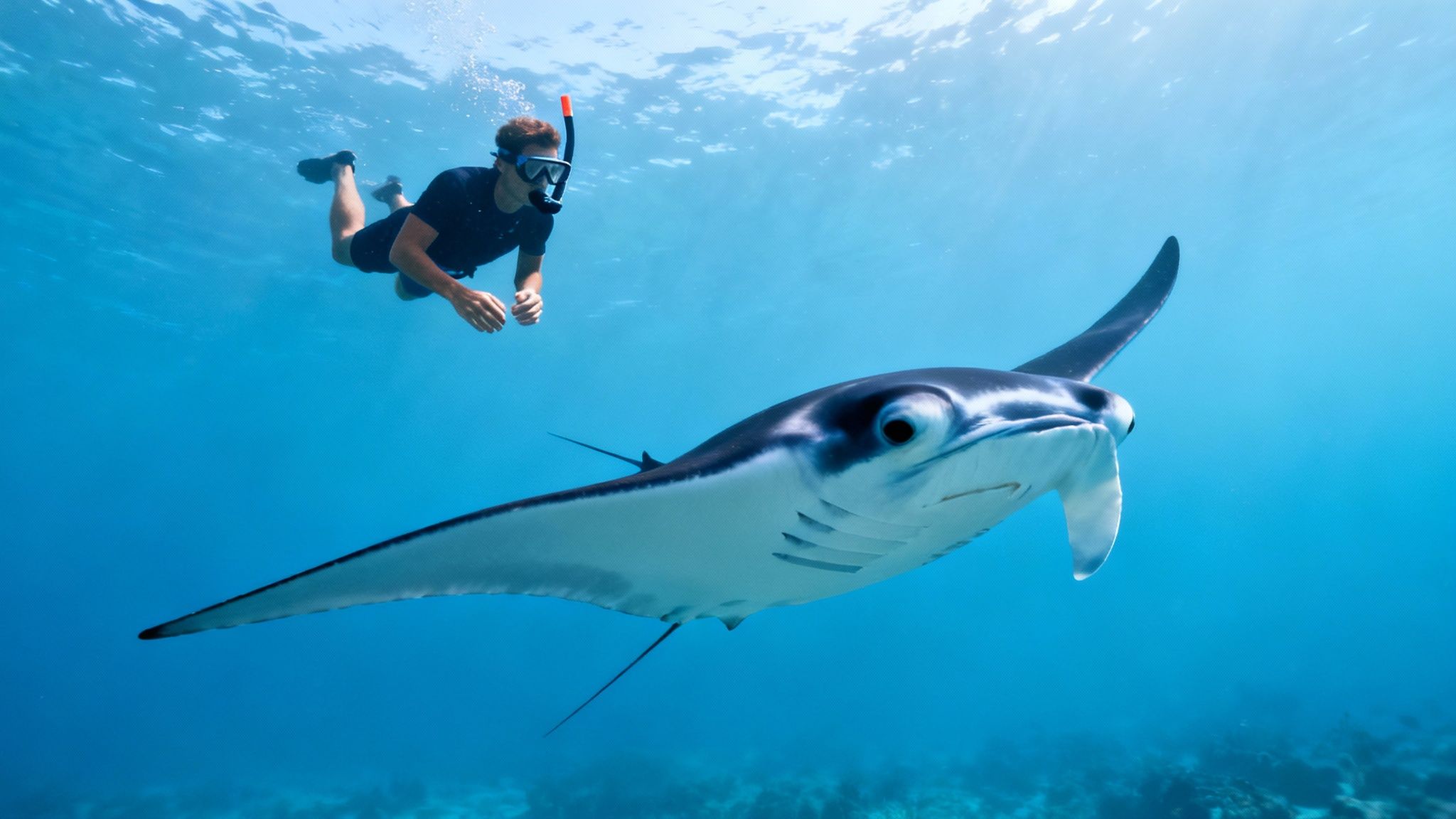 A person snorkeling face-to-face with a large manta ray in clear blue ocean water.