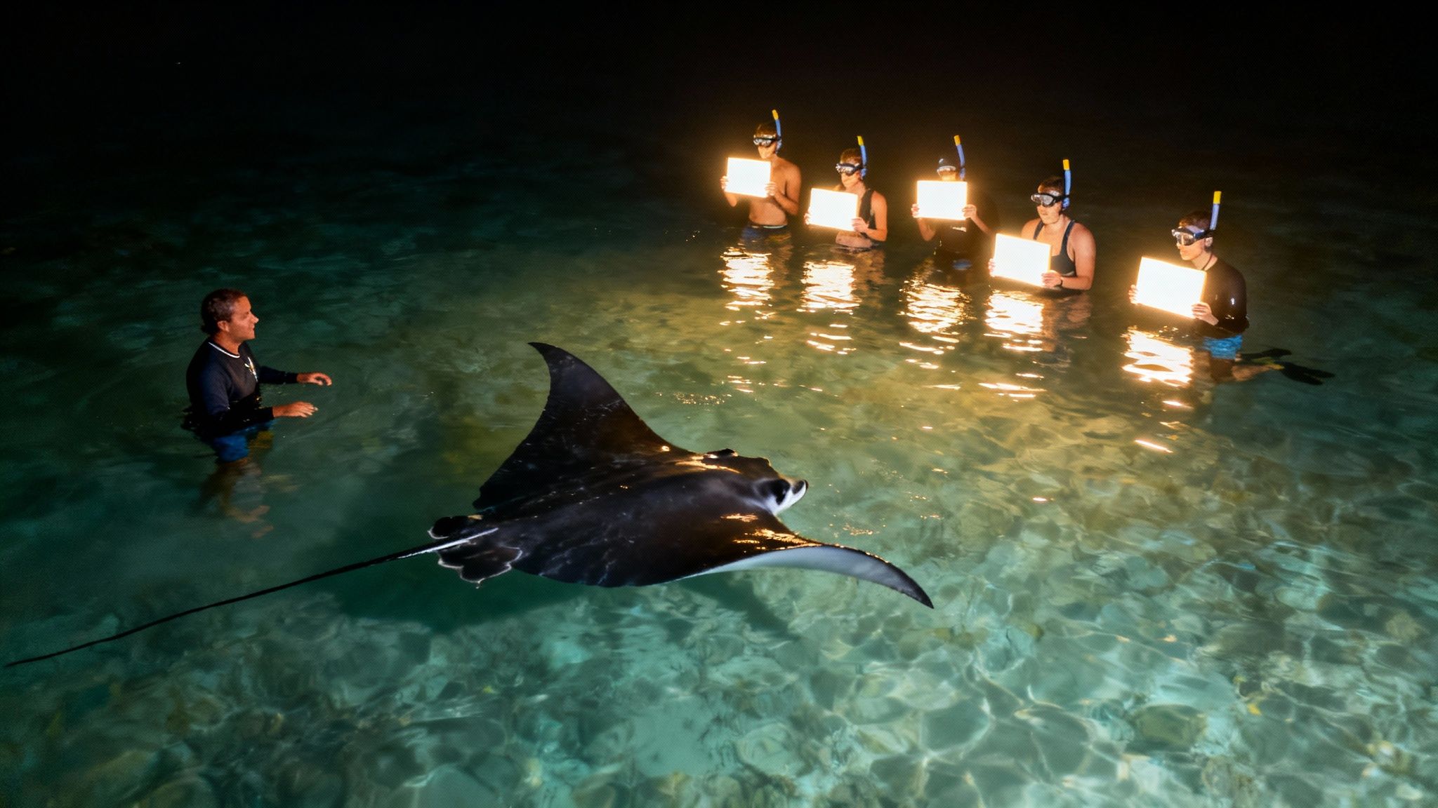 People snorkeling at night with a large manta ray, illuminated by handheld lights.