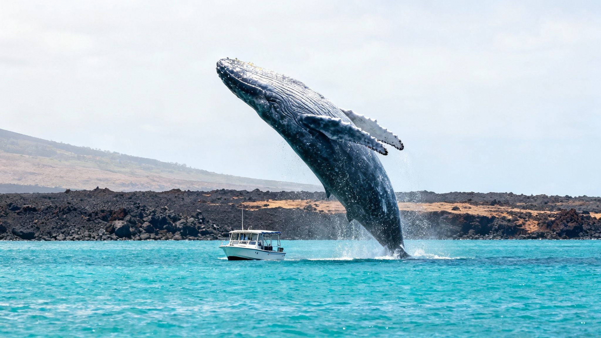 A majestic humpback whale breaches out of turquoise water near a whale watching boat.