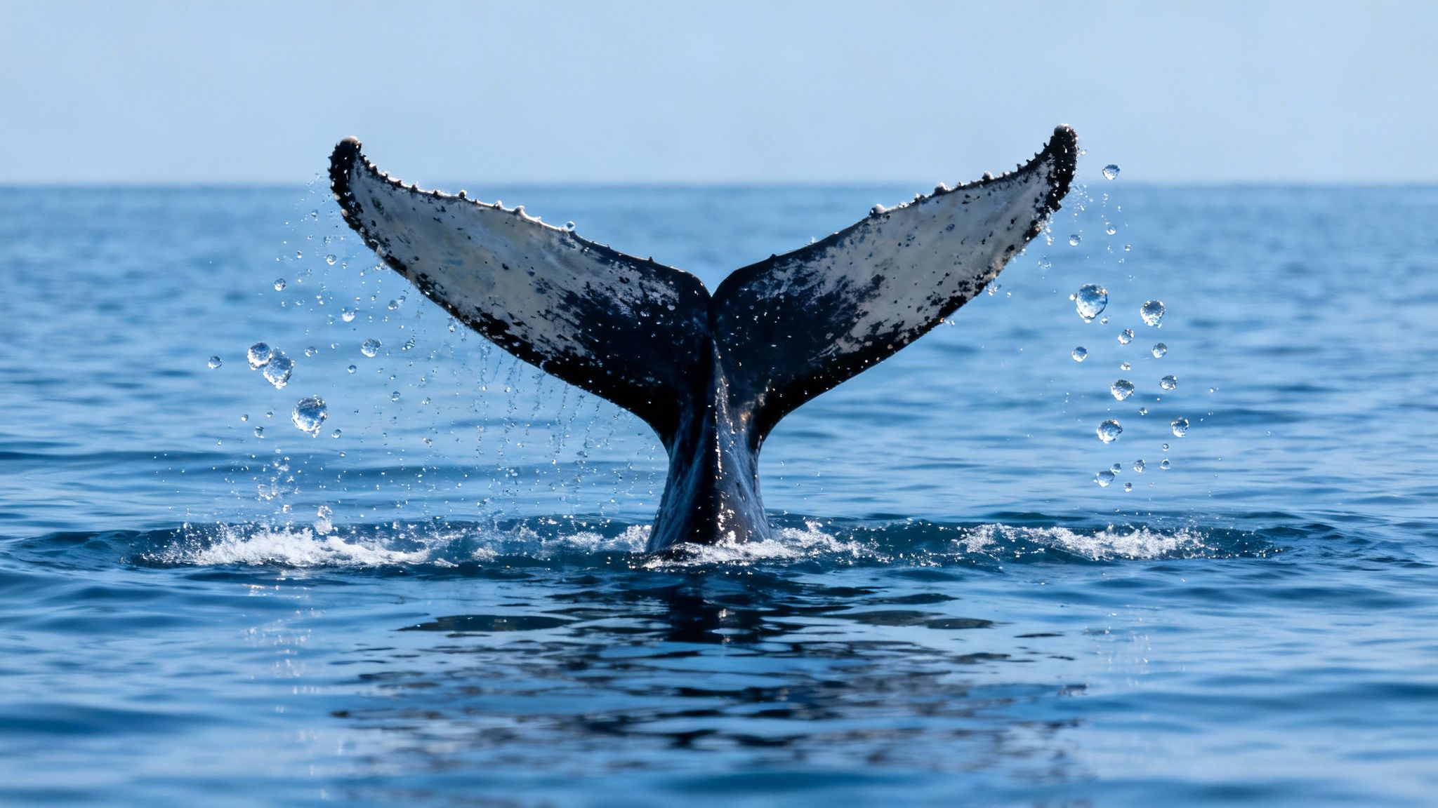 A powerful humpback whale breaching out of the water in Kona.