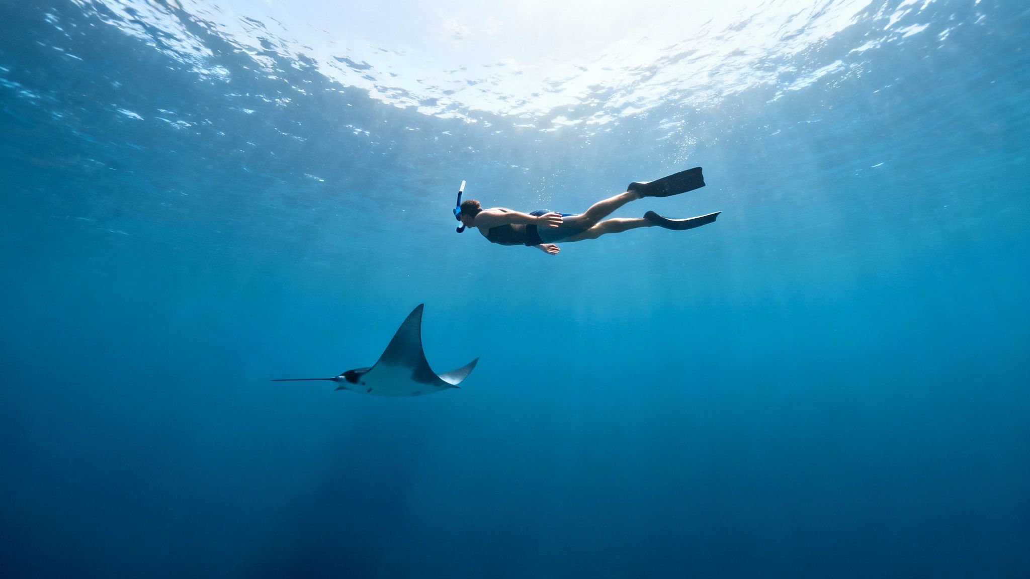 Underwater view of a snorkeler swimming above a majestic manta ray in clear blue ocean water.