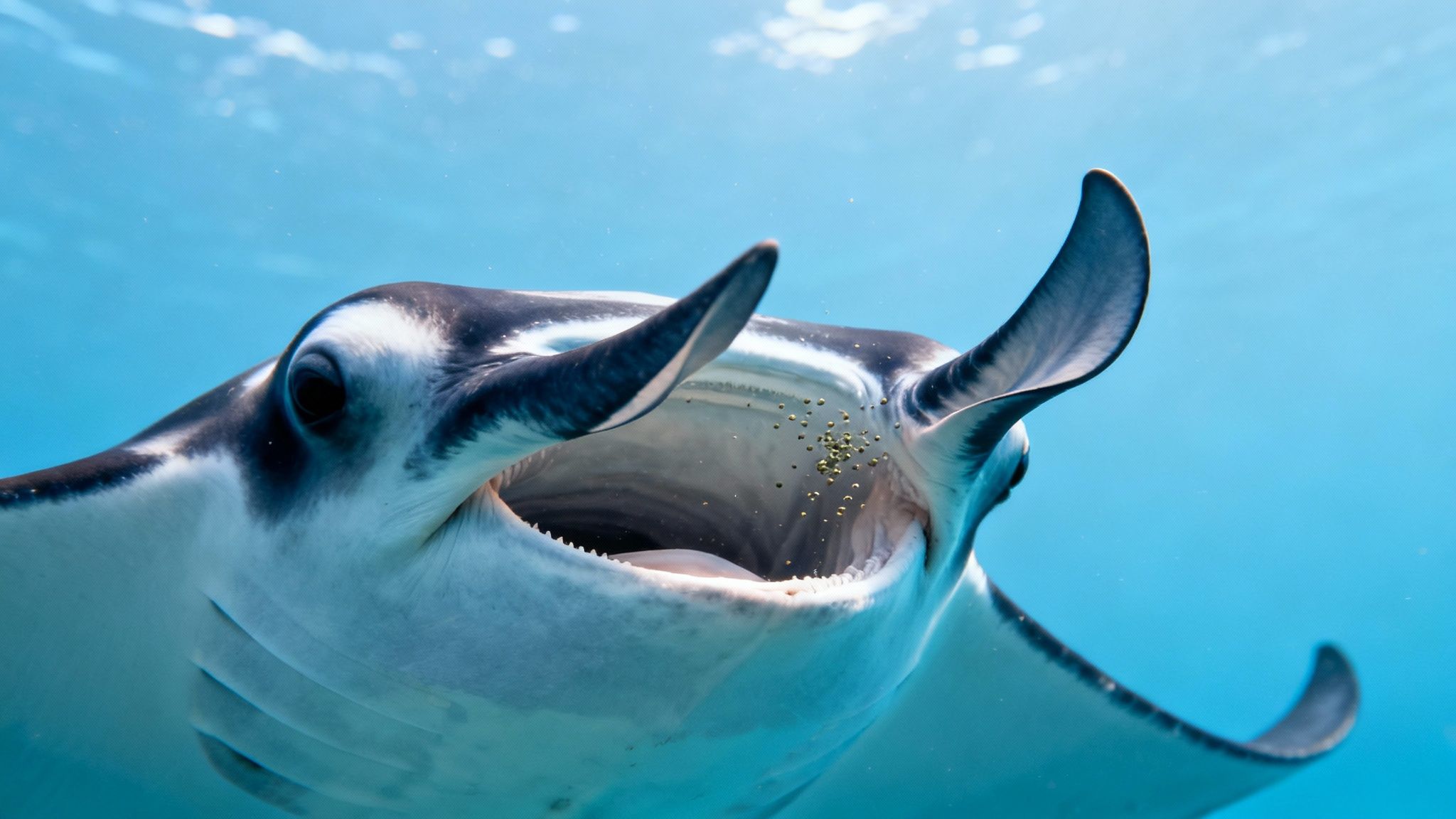 Manta Rays Have Cephalic Fins That Function Like Arms