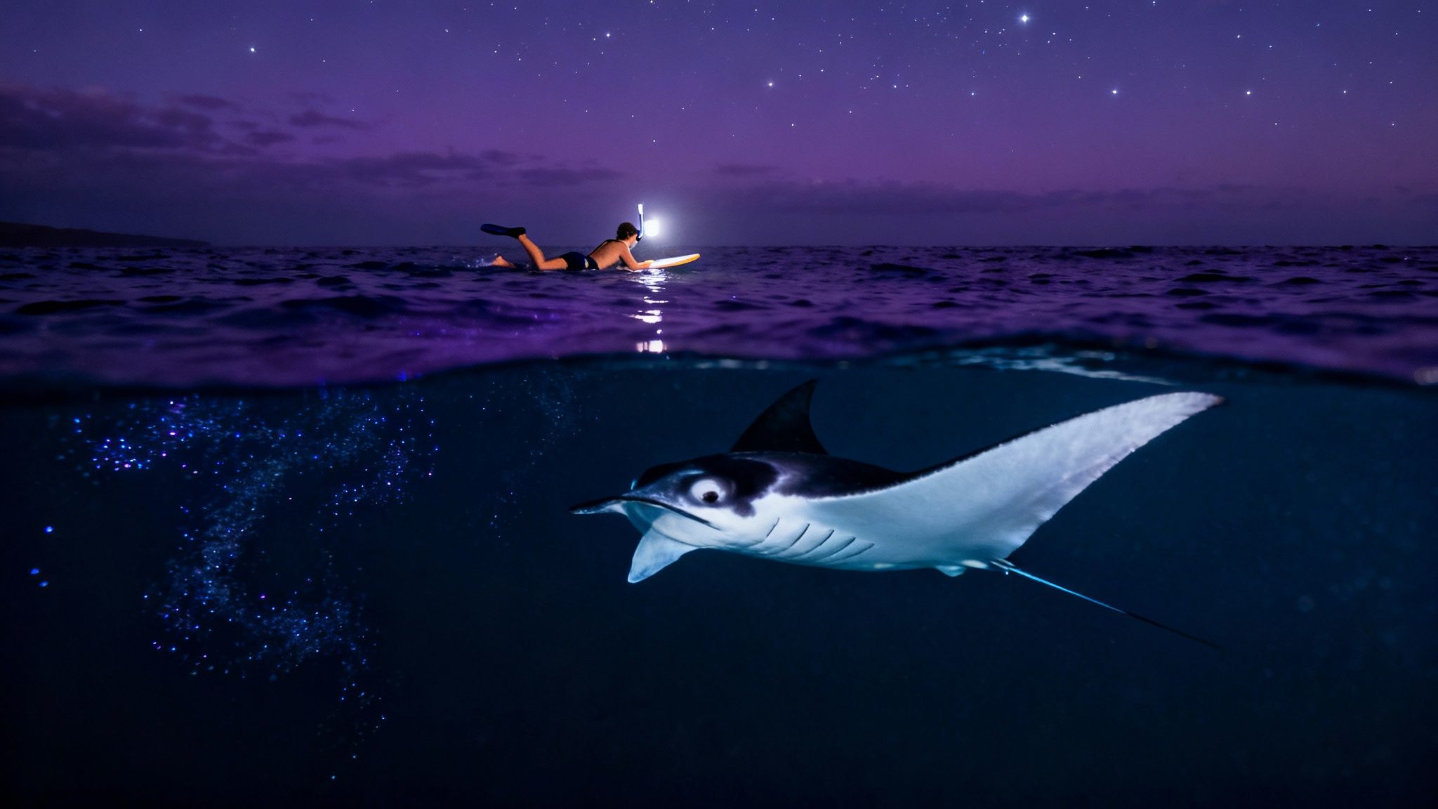 Big Island Manta Ray Night Snorkel: Twilight Ocean Adventure