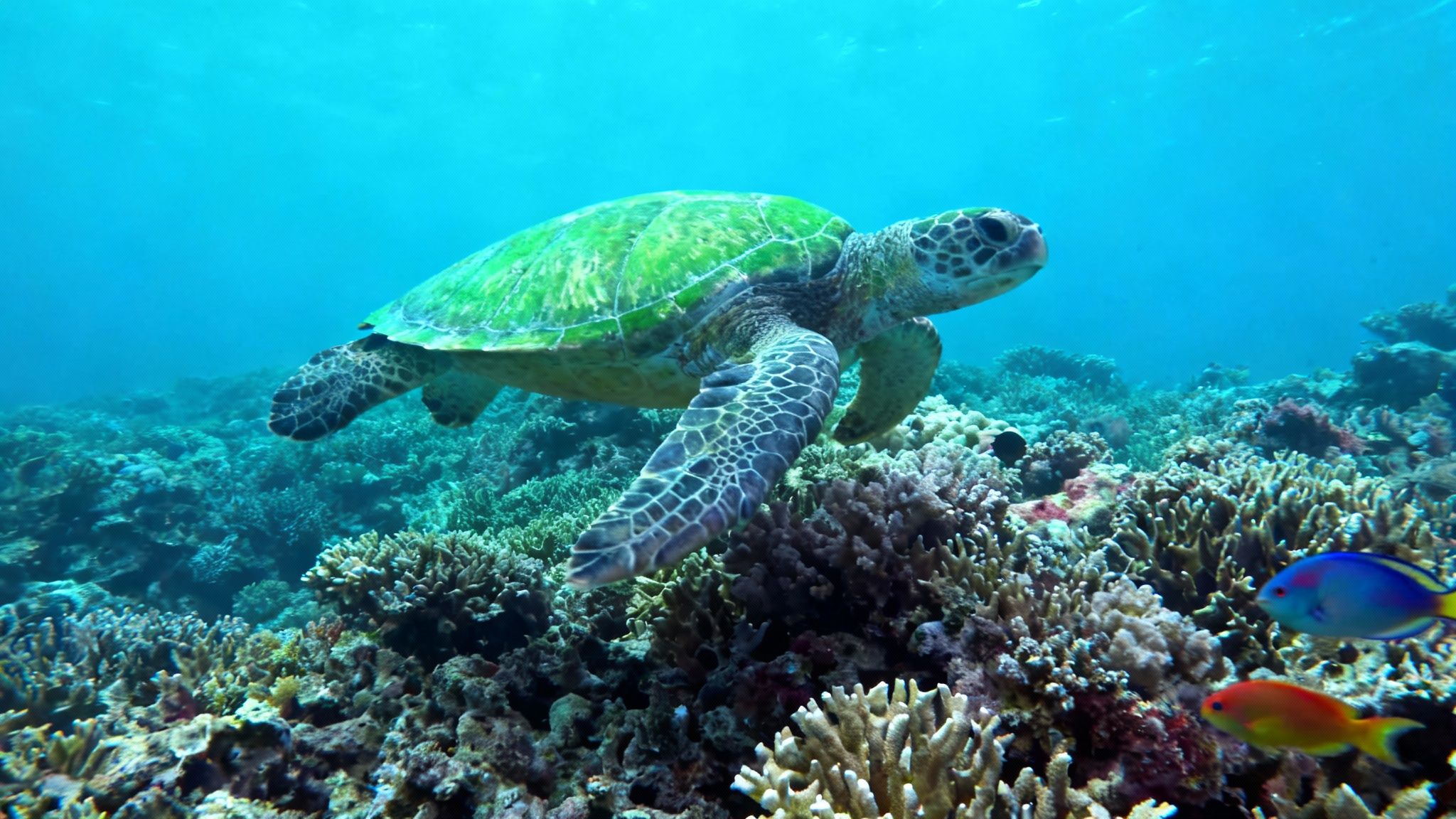 A magnificent green sea turtle gracefully swims over a vibrant coral reef with colorful fish.