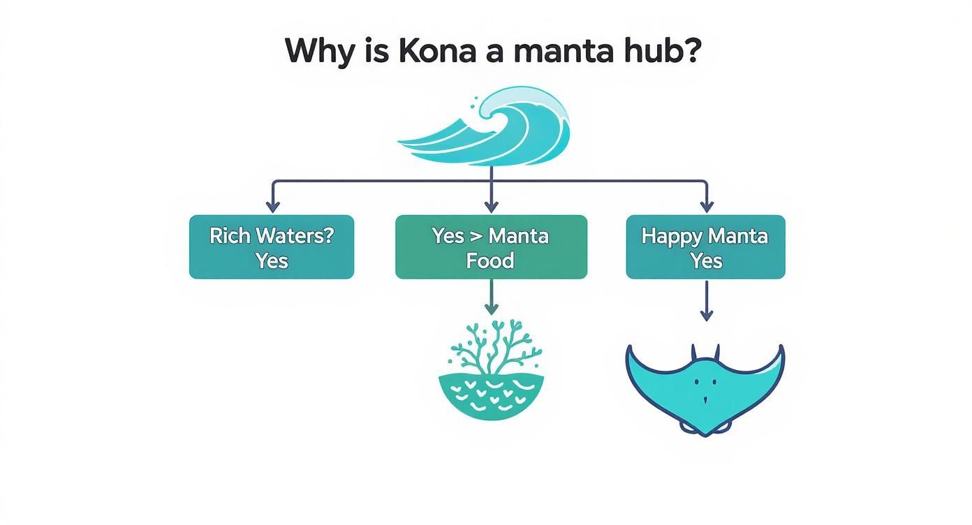 Flowchart explaining why Kona is a manta ray hub, showing rich waters, food, and happy mantas.