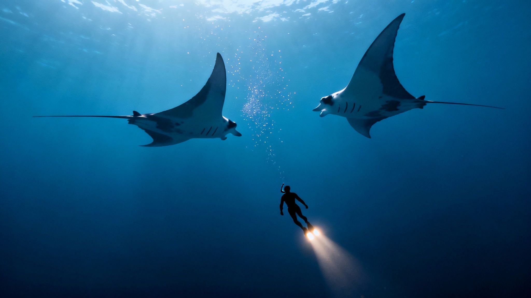 Two majestic manta rays swim gracefully above a diver with a light underwater.