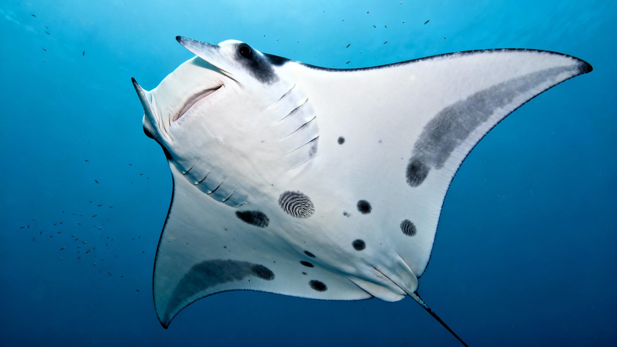 A majestic manta ray glides gracefully through clear blue ocean waters, viewed from below.