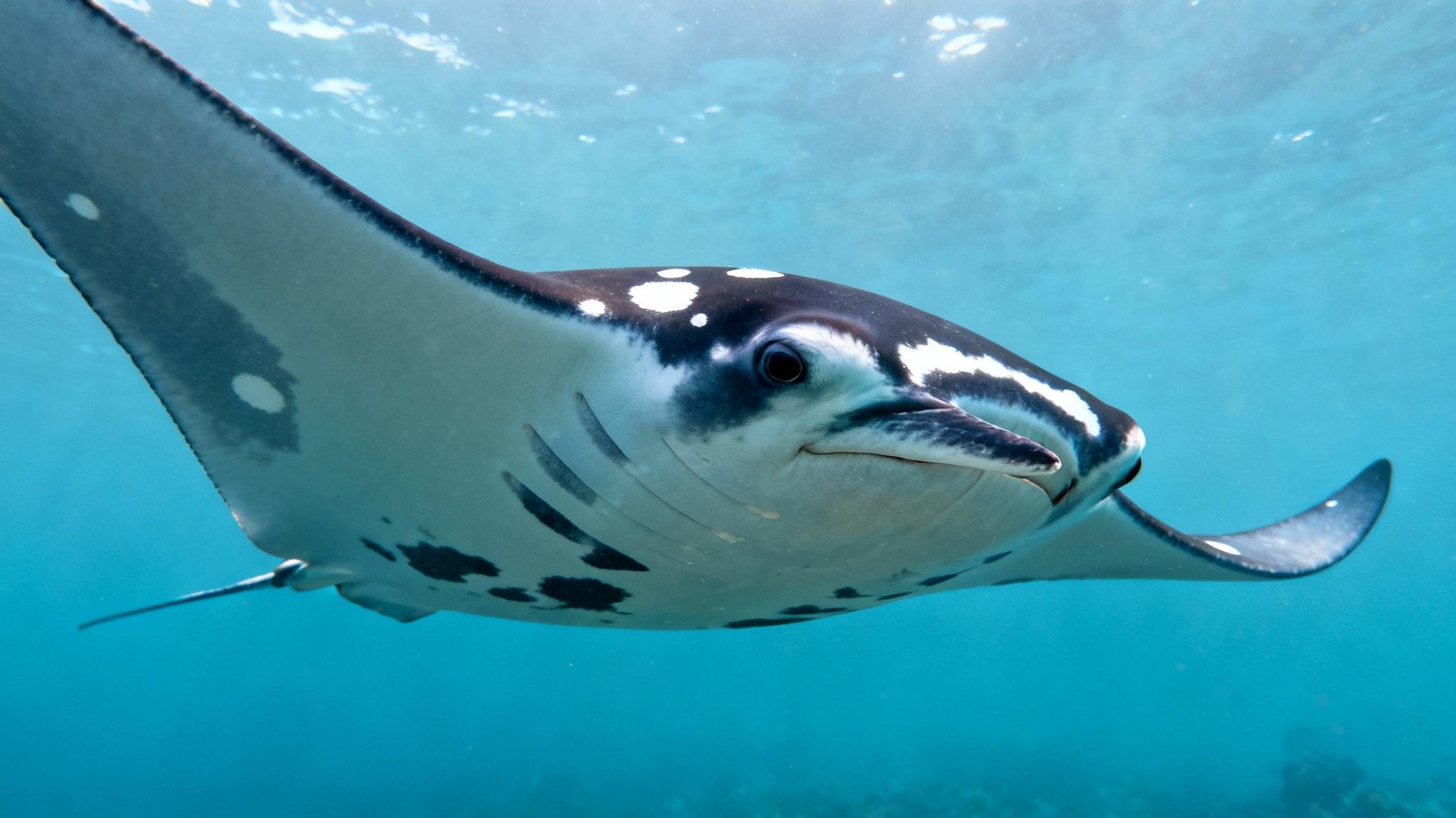 A majestic manta ray with black and white markings gracefully swims towards the viewer underwater.