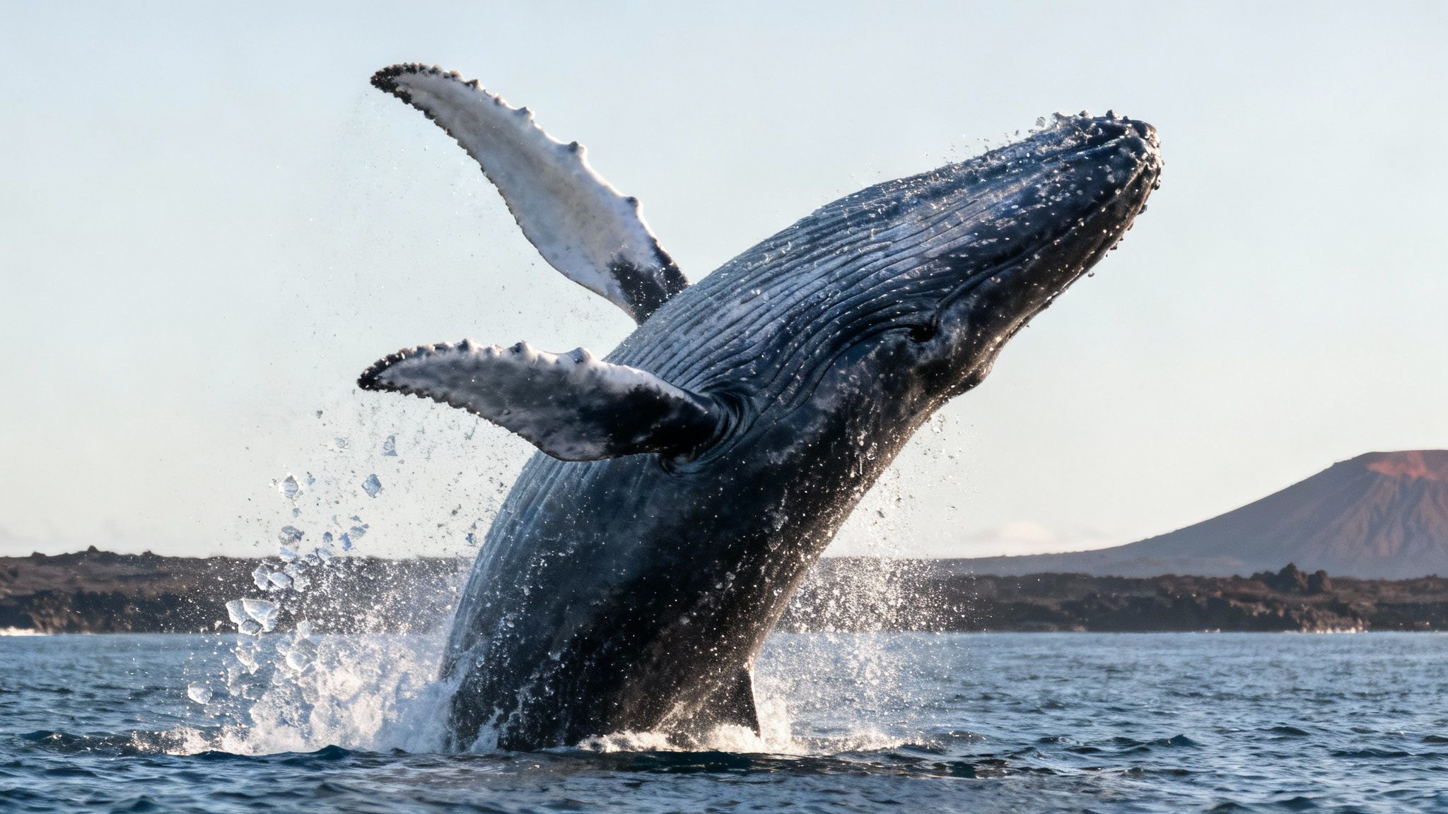 A majestic humpback whale breaches, leaping high out of the ocean with water splashing, near a volcanic island.