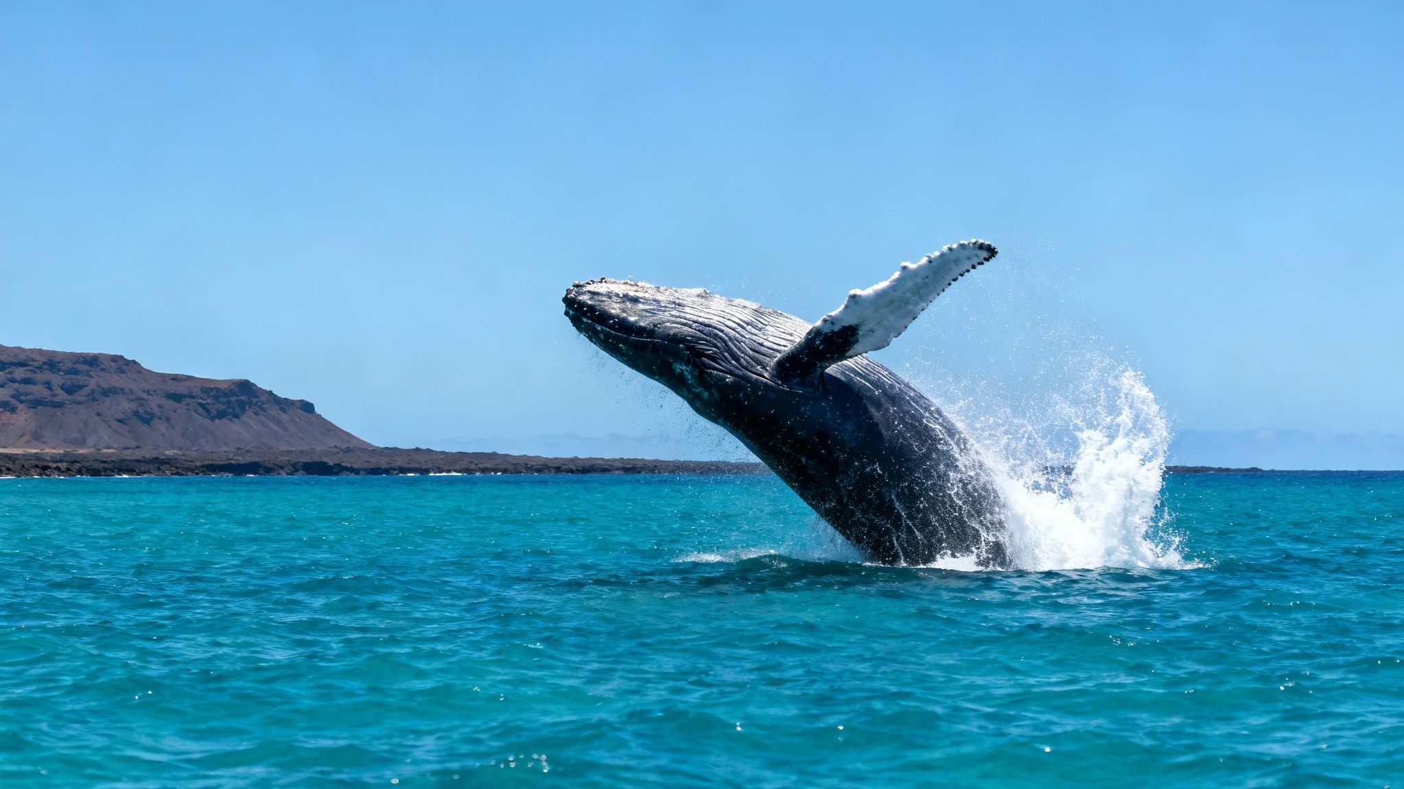 A humpback whale breaching spectacularly out of the ocean water.