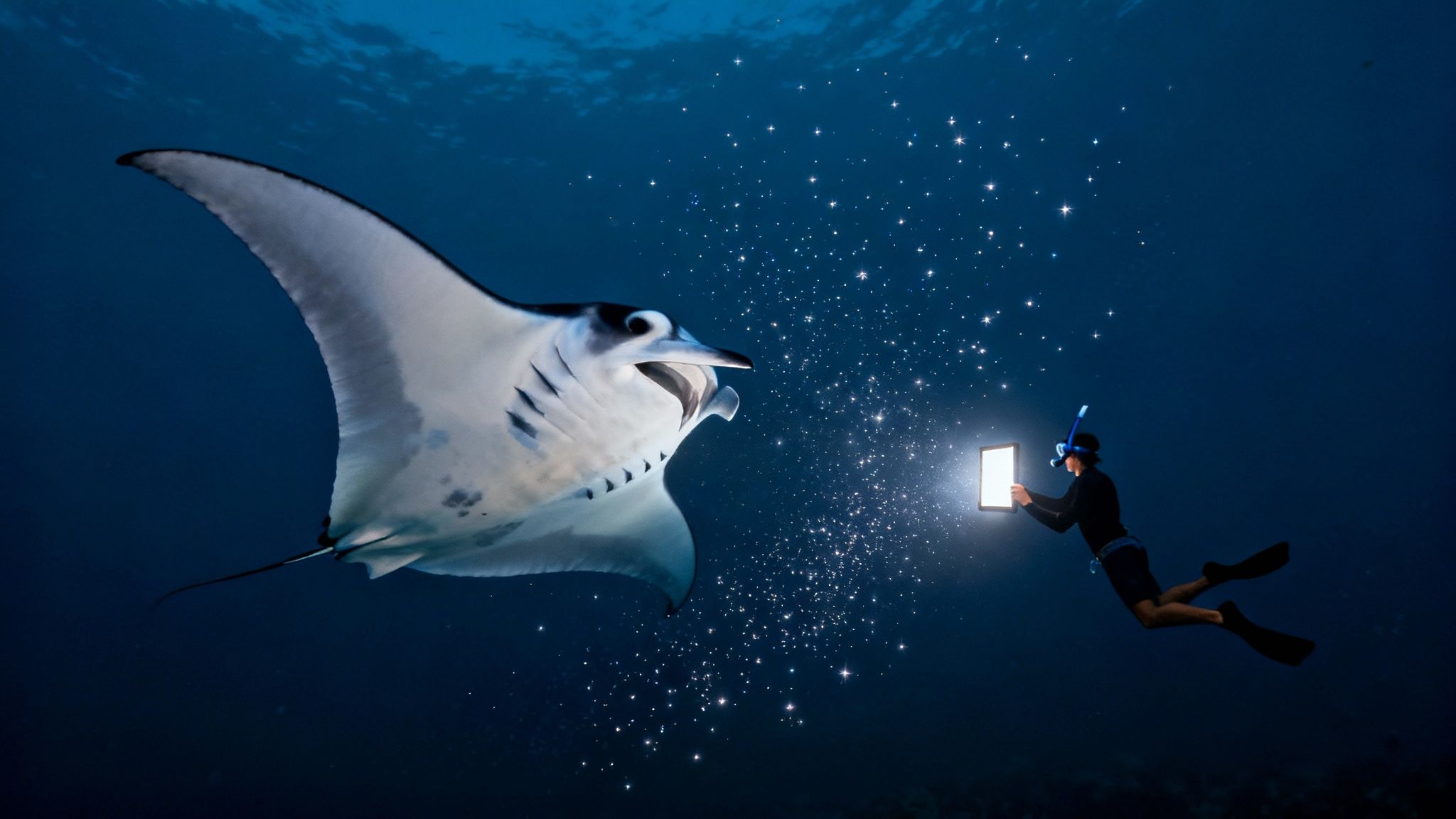 A manta ray gracefully swims at night, illuminated by bright lights in the dark Kona water.