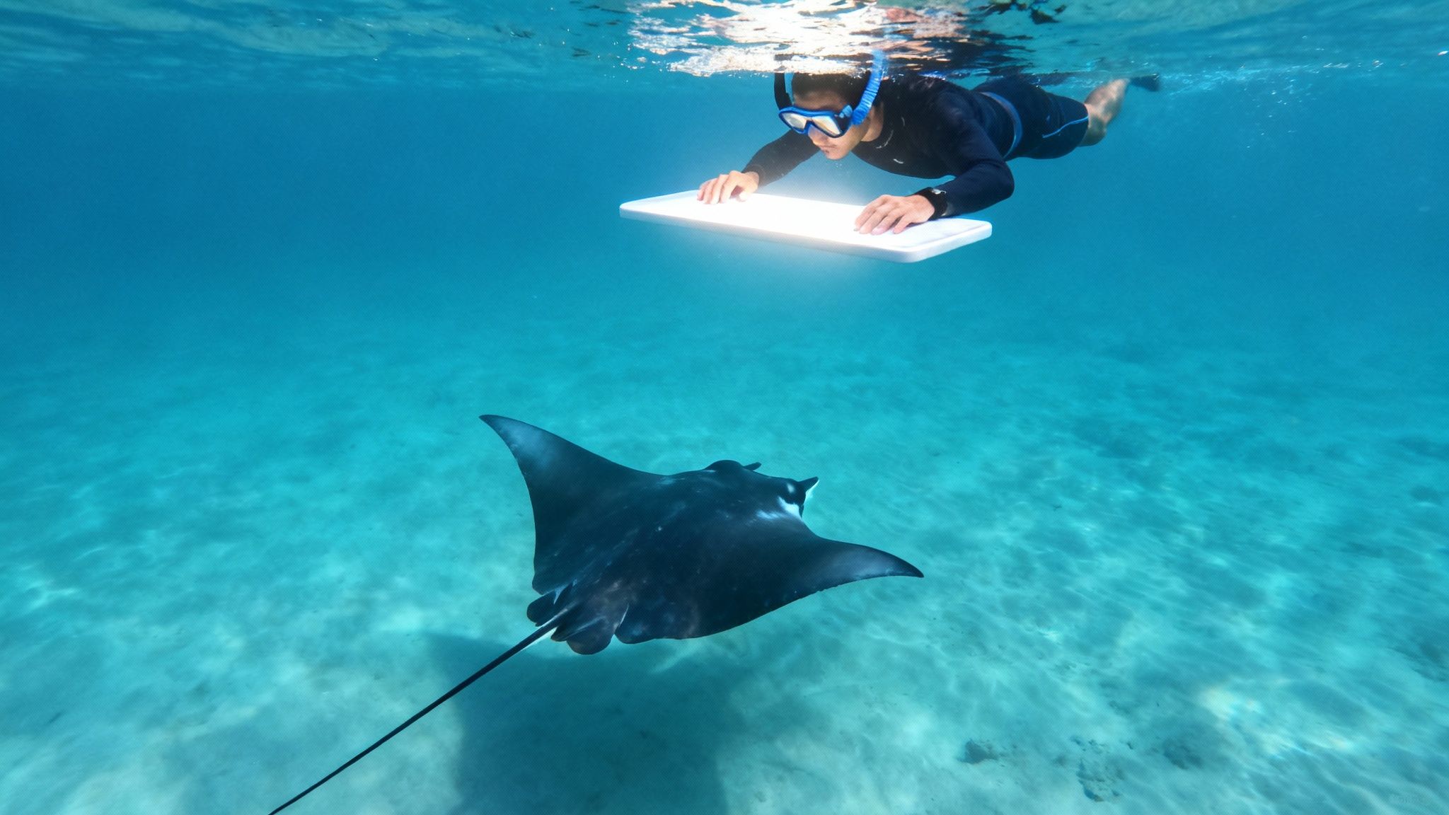 Snorkeler swimming above manta ray gliding over sandy ocean floor in clear blue water
