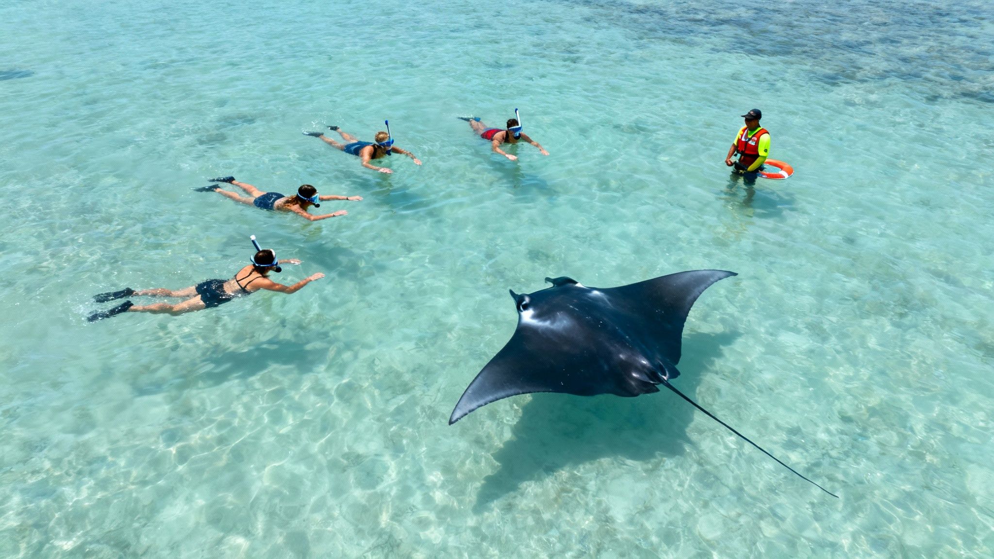 Group snorkeling in clear turquoise water, observing a large black manta ray, with a guide nearby.