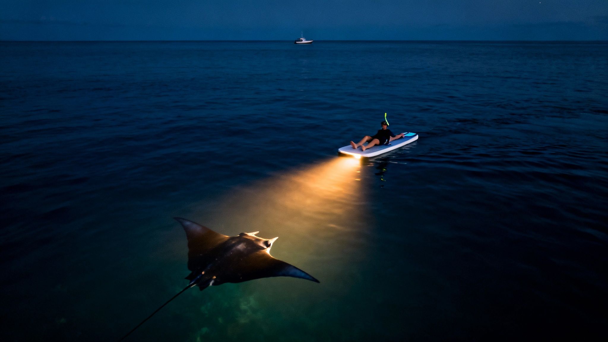 Snorkeler on paddleboard illuminating manta ray with light at night in ocean waters