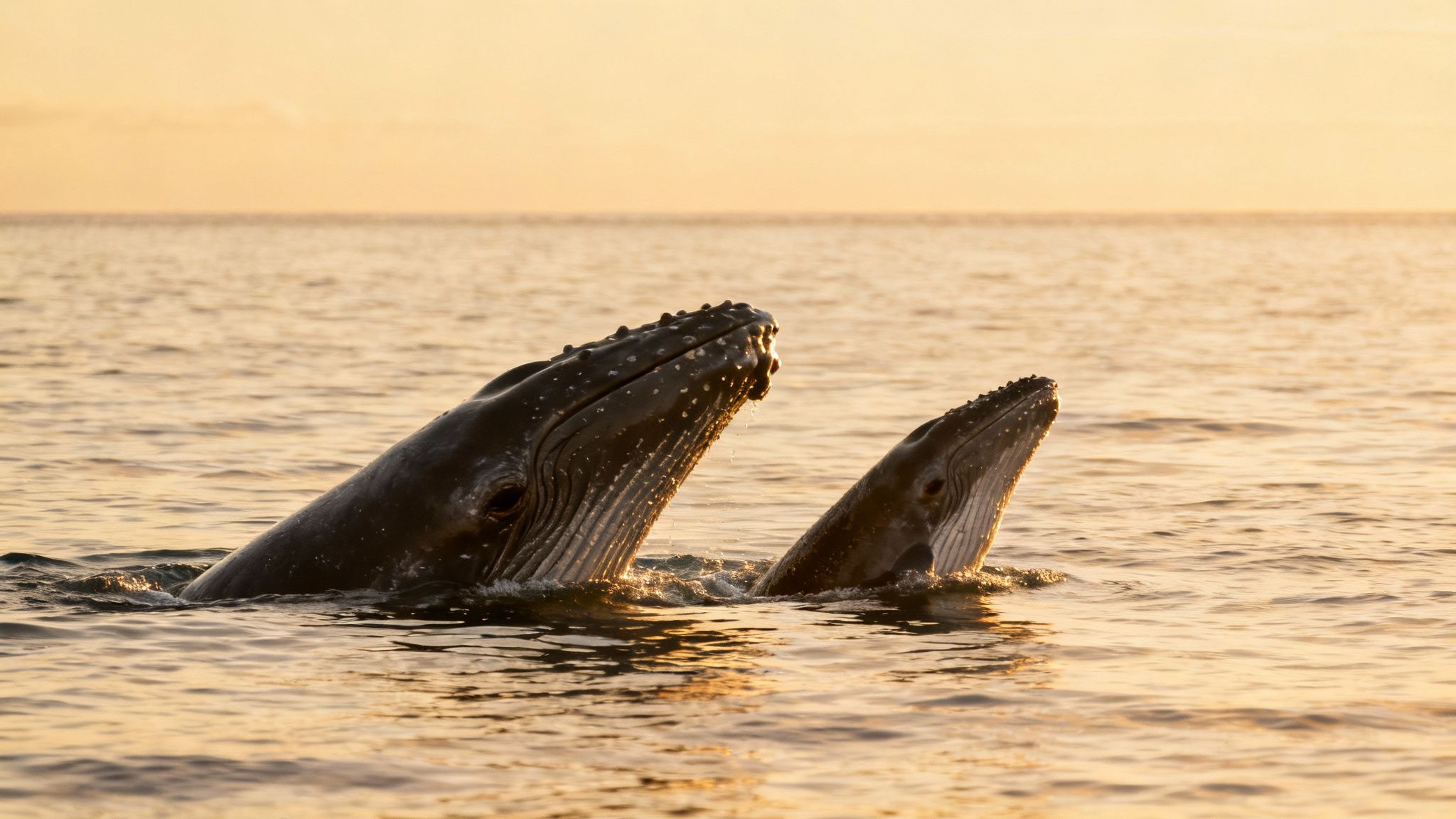 A humpback whale and its calf swimming together in the clear blue waters off the Big Island.