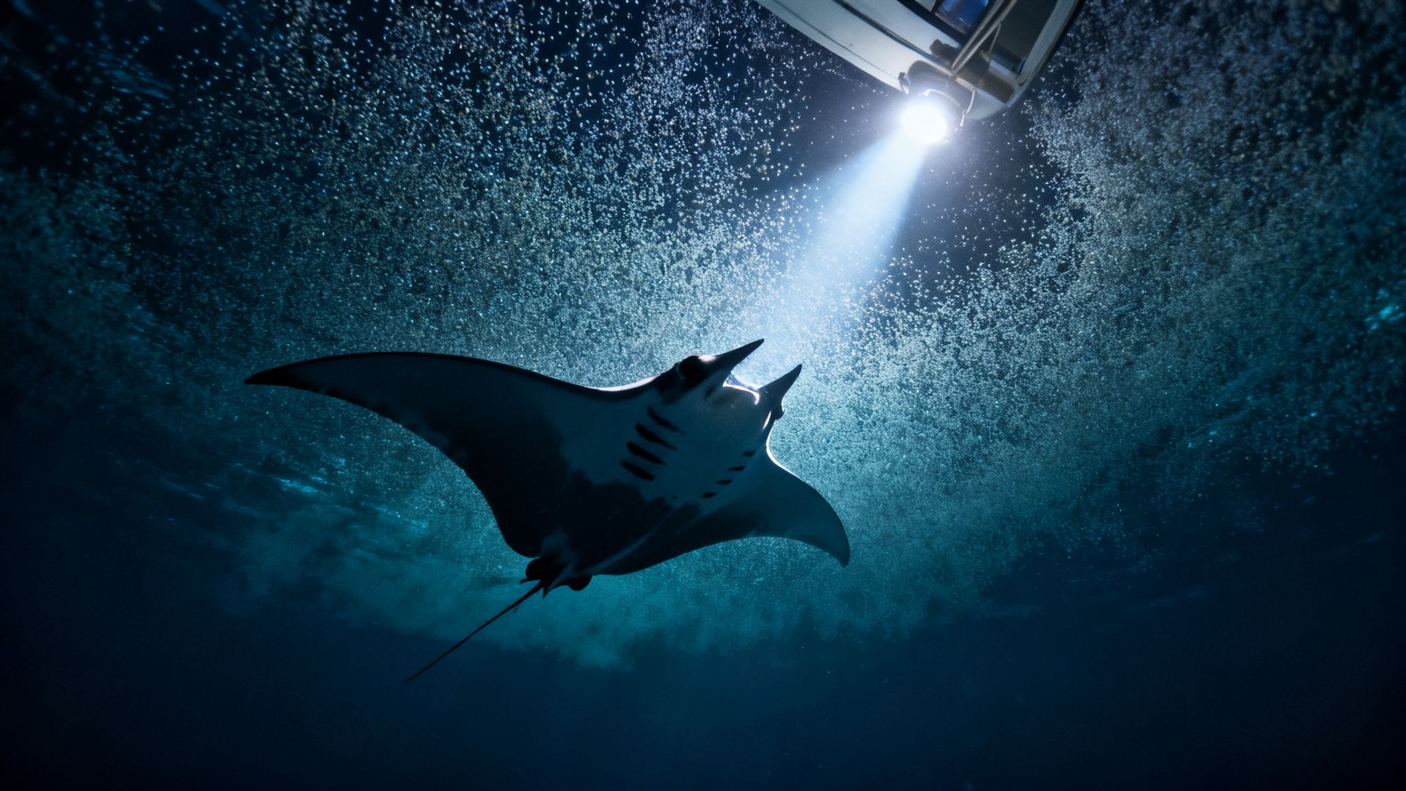A majestic manta ray glides through the deep blue ocean, surrounded by bubbles and a bright light.